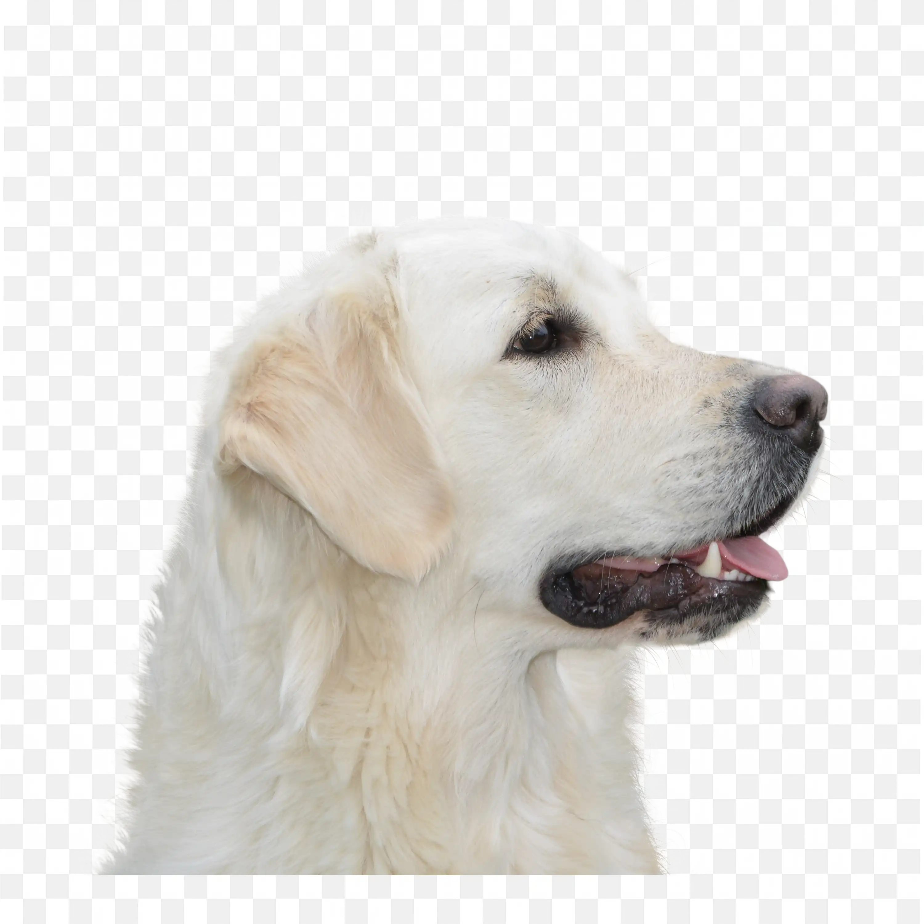 White Dog Looking Side Happy Pet Transparent PNG Clip