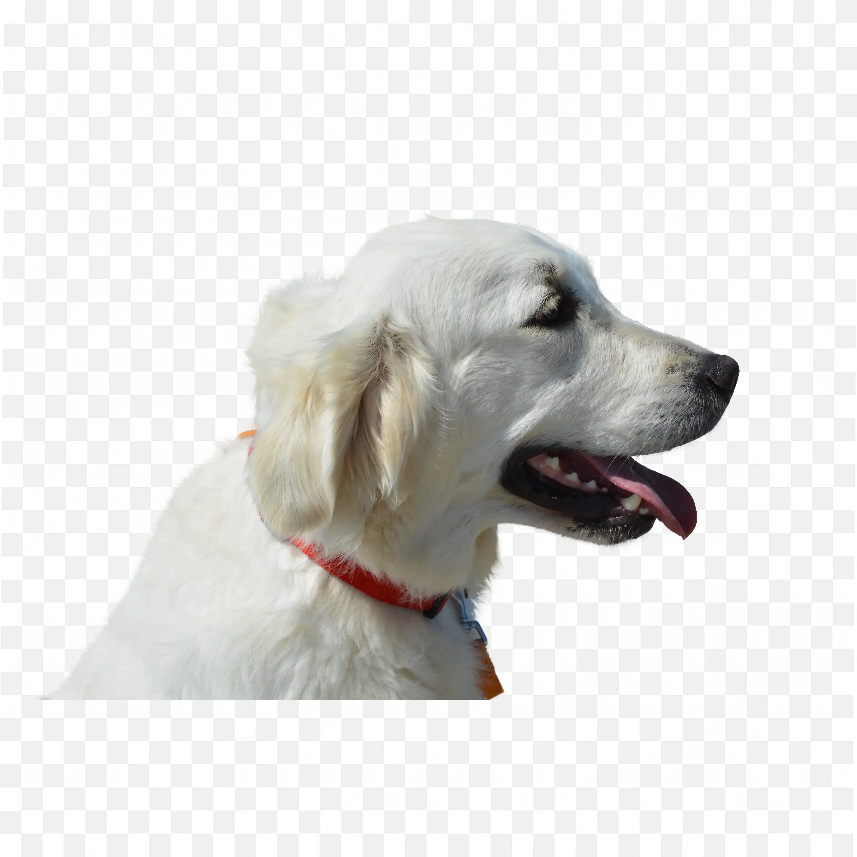 White Dog Wearing Collar Side View Friendly Pet PNG