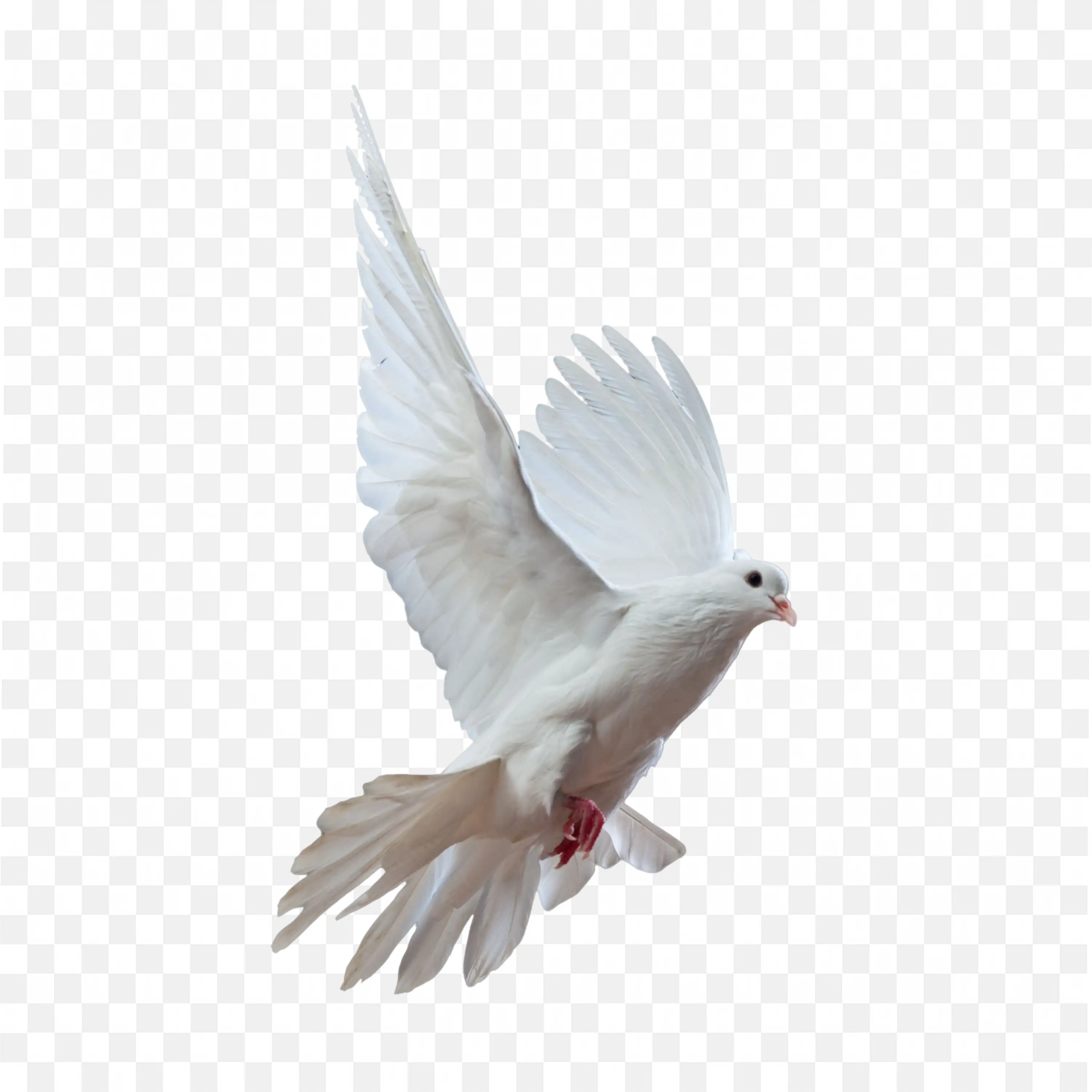 White Dove Bird Flying in Air Transparent PNG File
