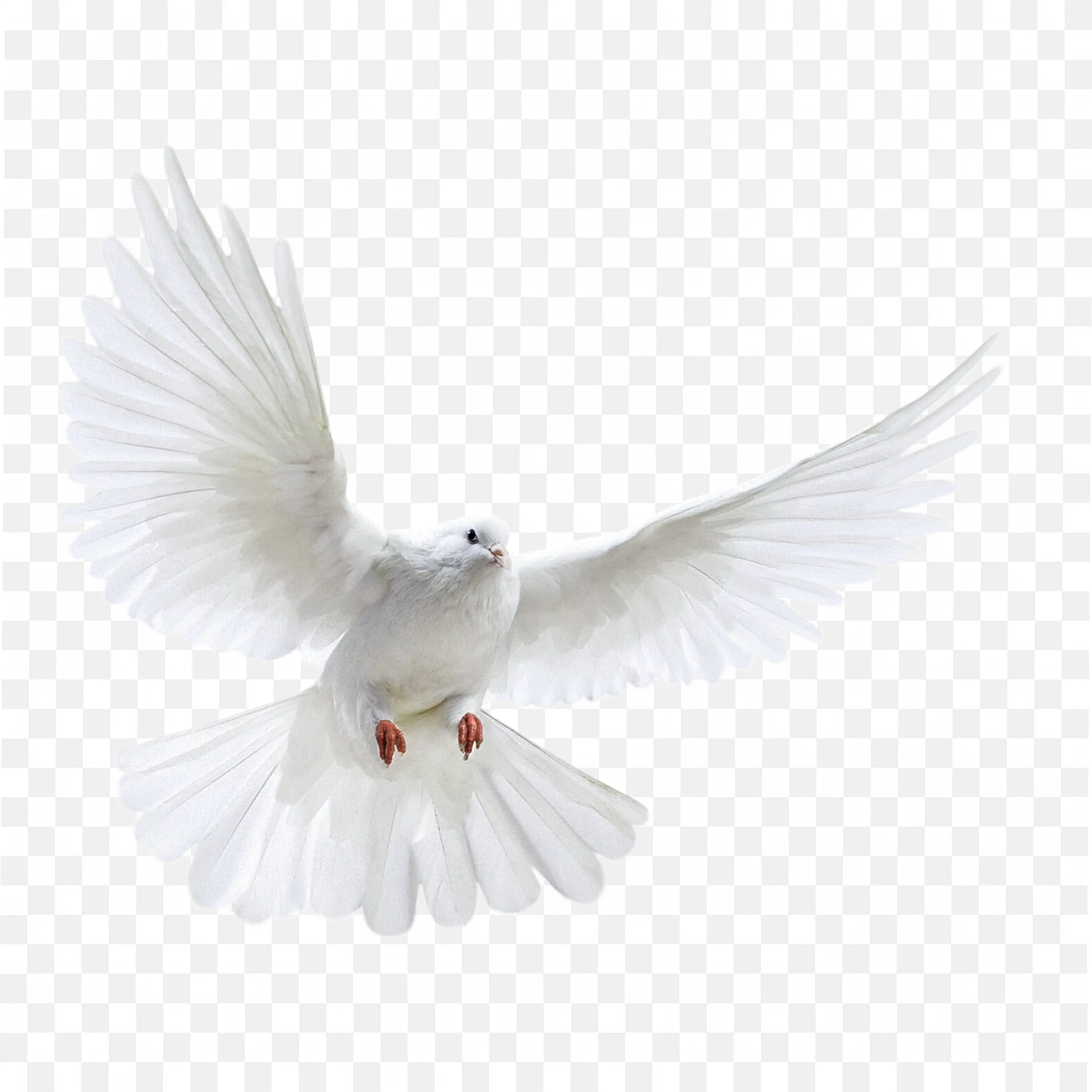 White Dove Bird Flying Peace Symbol Transparent PNG