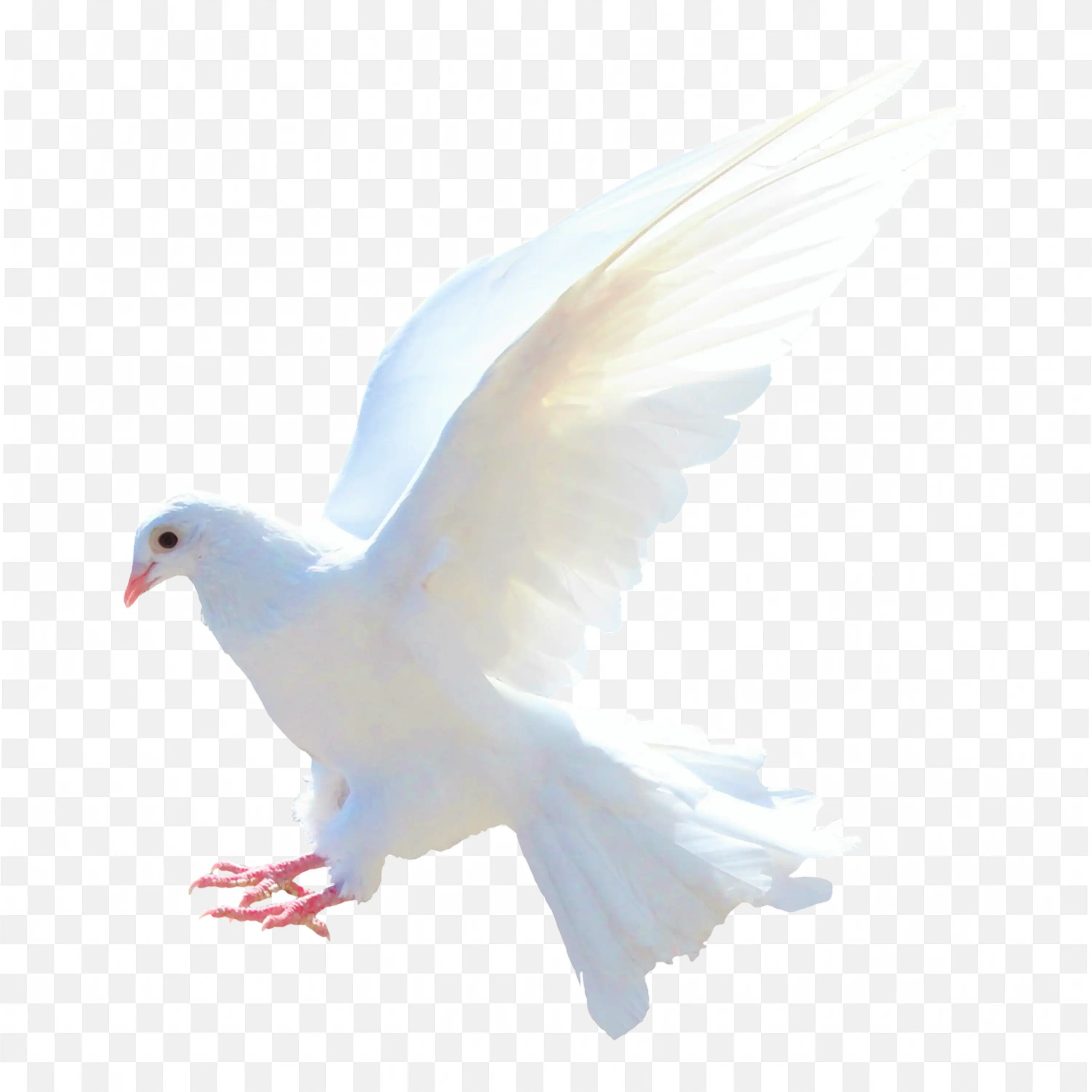 White Dove in Flight Graceful Bird with Wings Spread PNG