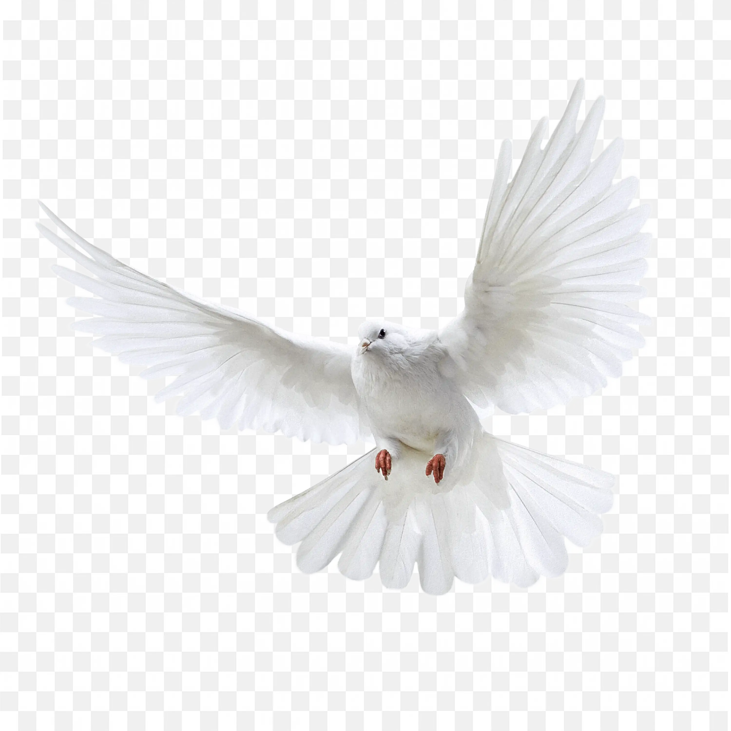 White Dove PNG Flying Bird Peace Symbol Transparent PNG