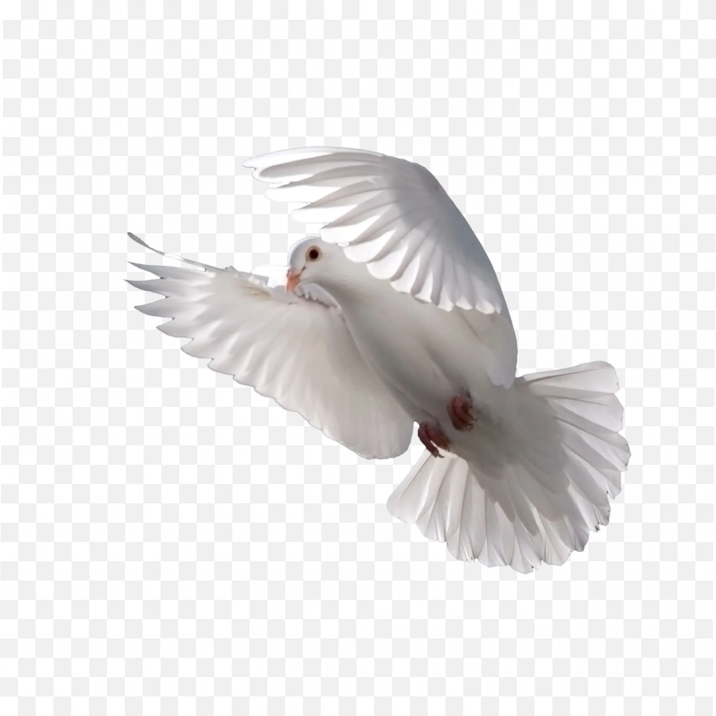 White Dove with Spread Wings Flying Transparent PNG
