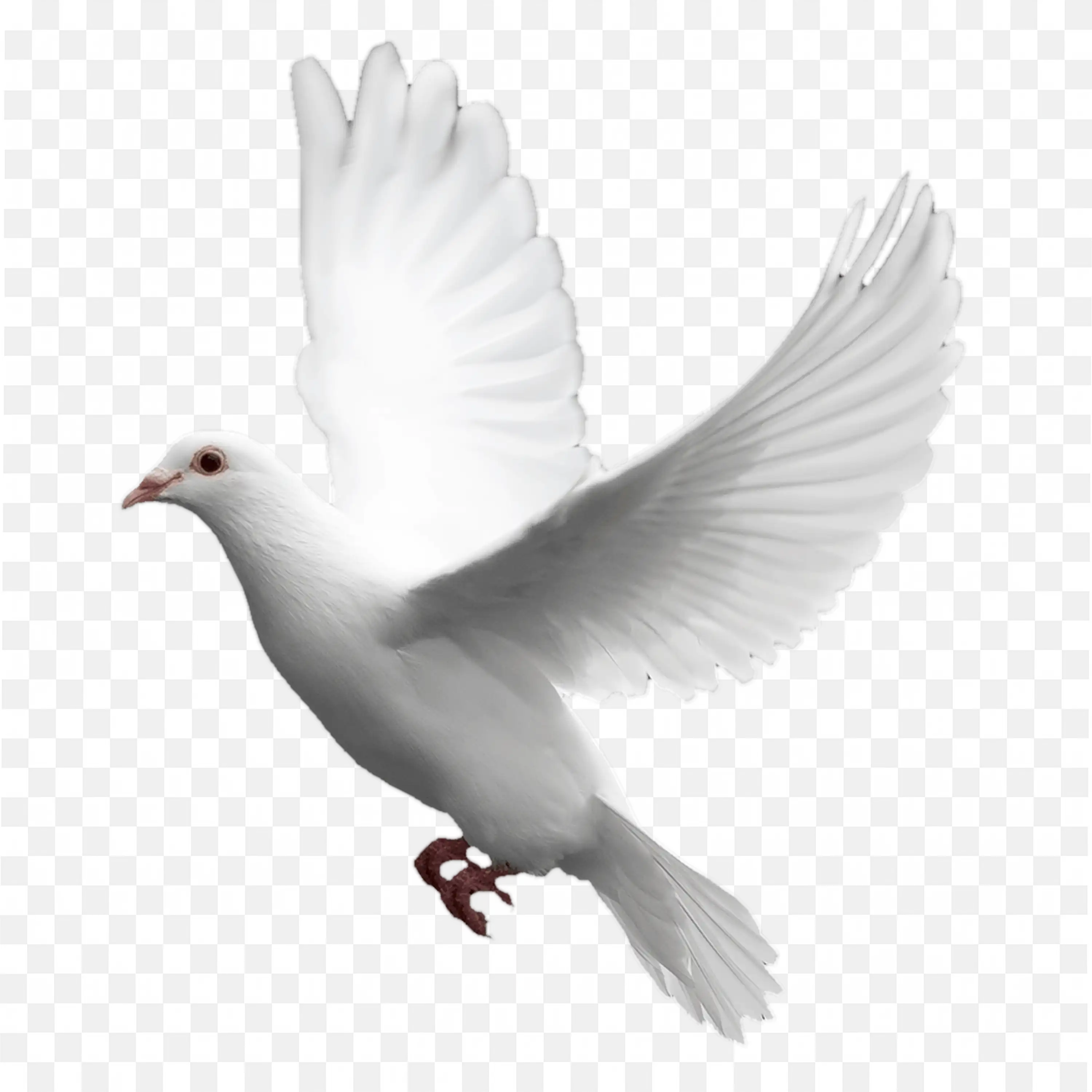White Dove with Wings Spread Flying Transparent PNG