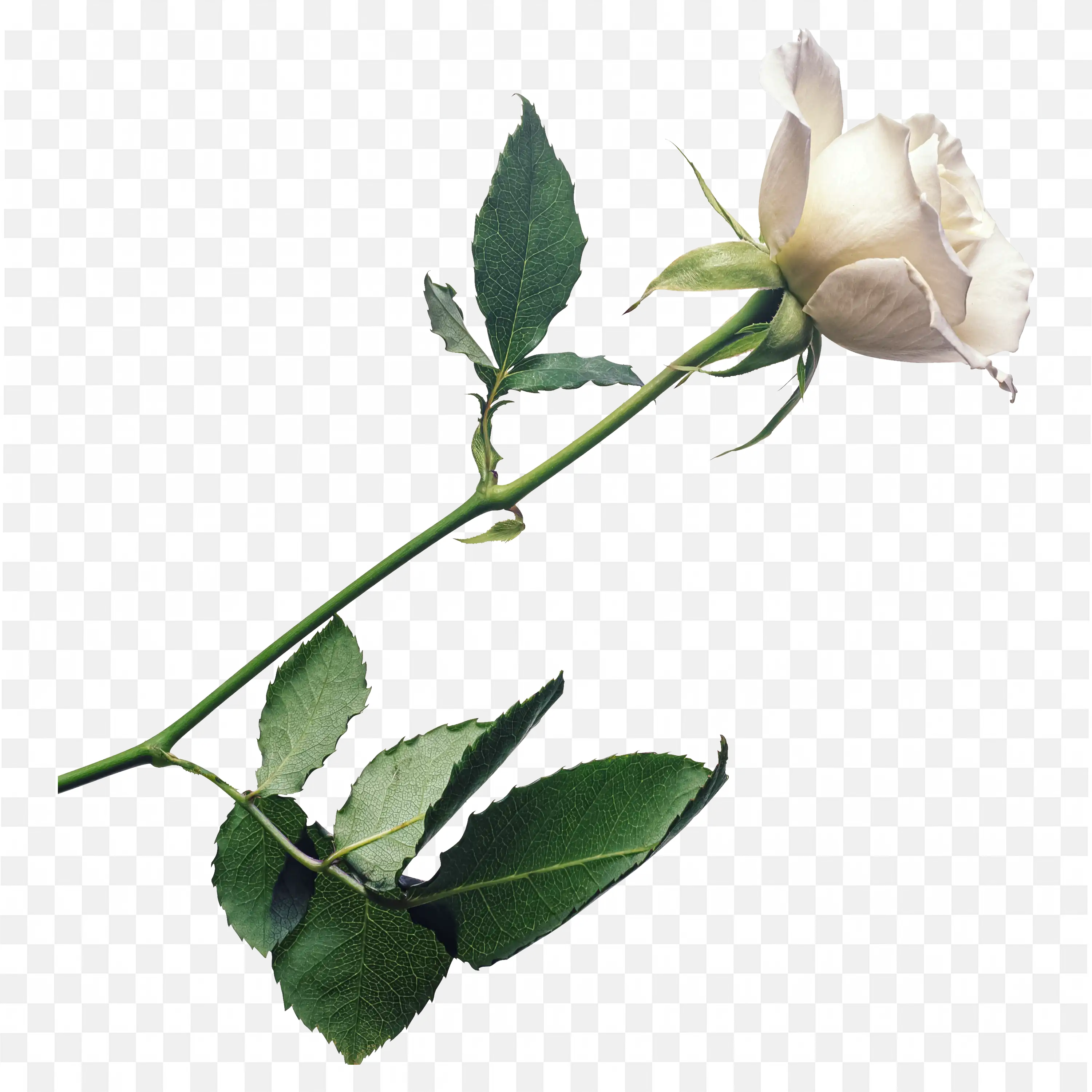 White Flower on Green Stem PNG Nature Clipart Art Download