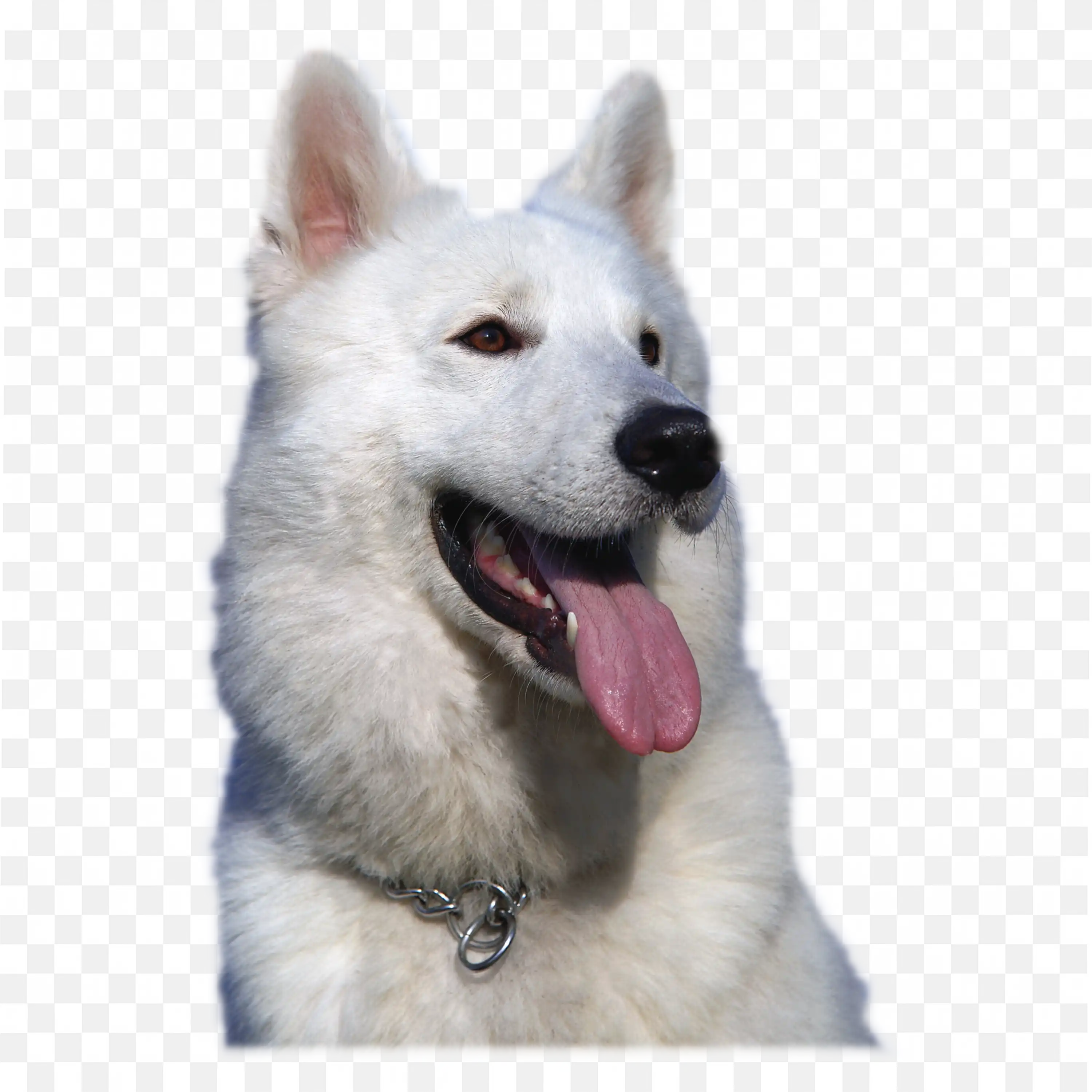 White German Shepherd Dog Tongue Out Pet PNG Image