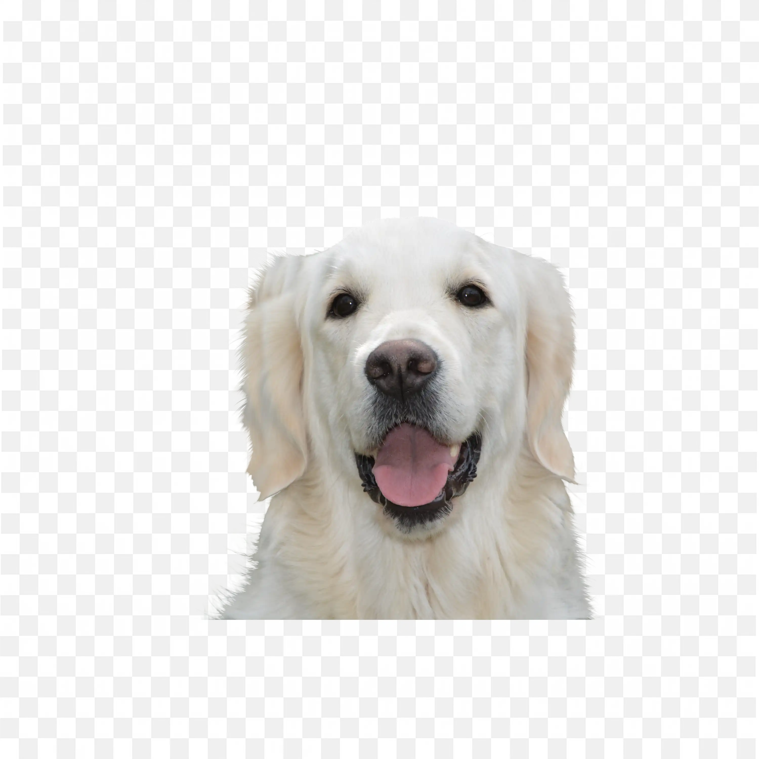 White Labrador Dog Smiling Happy Pet PNG Transparent