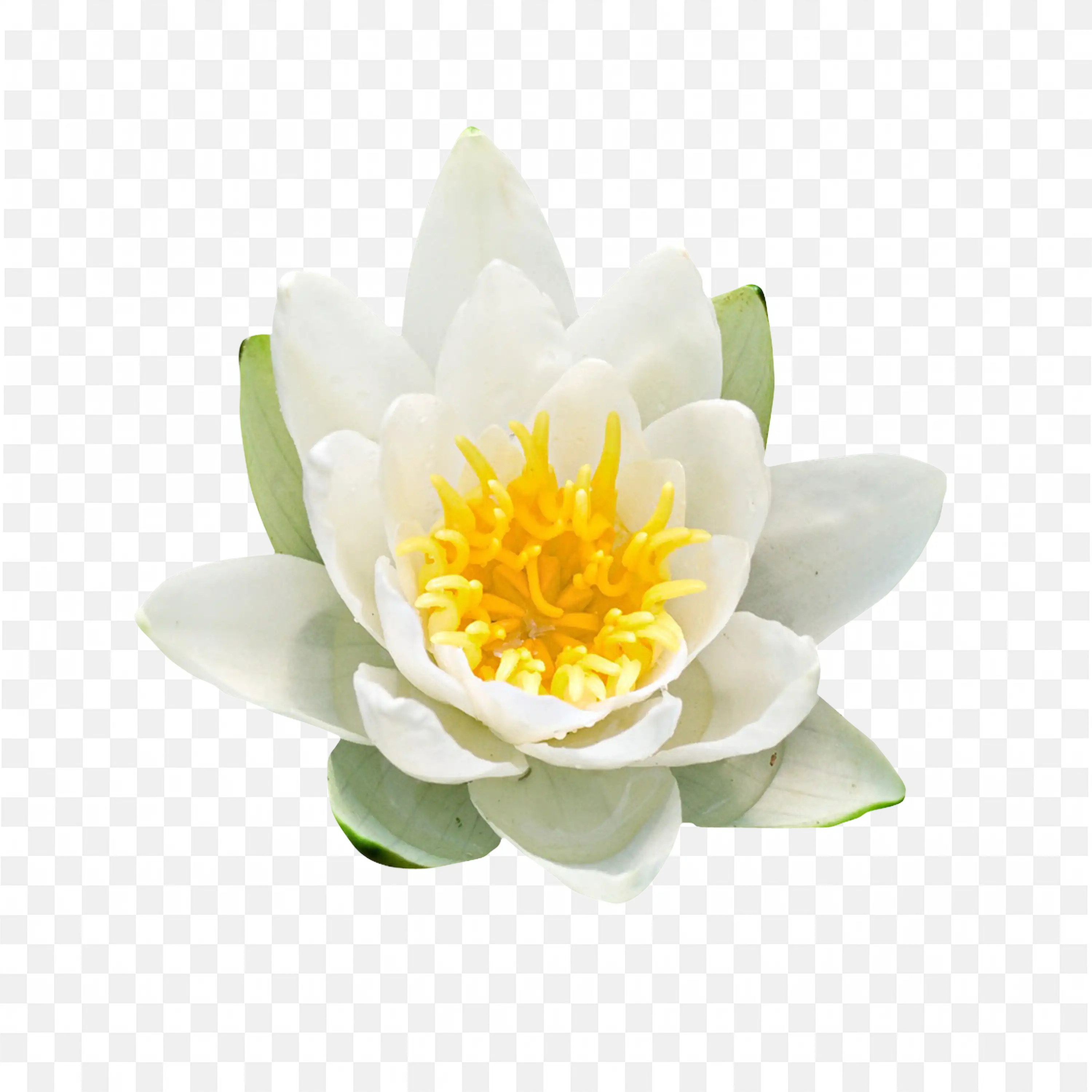 White Lotus Flower Bloom Nature Beautiful Petals PNG