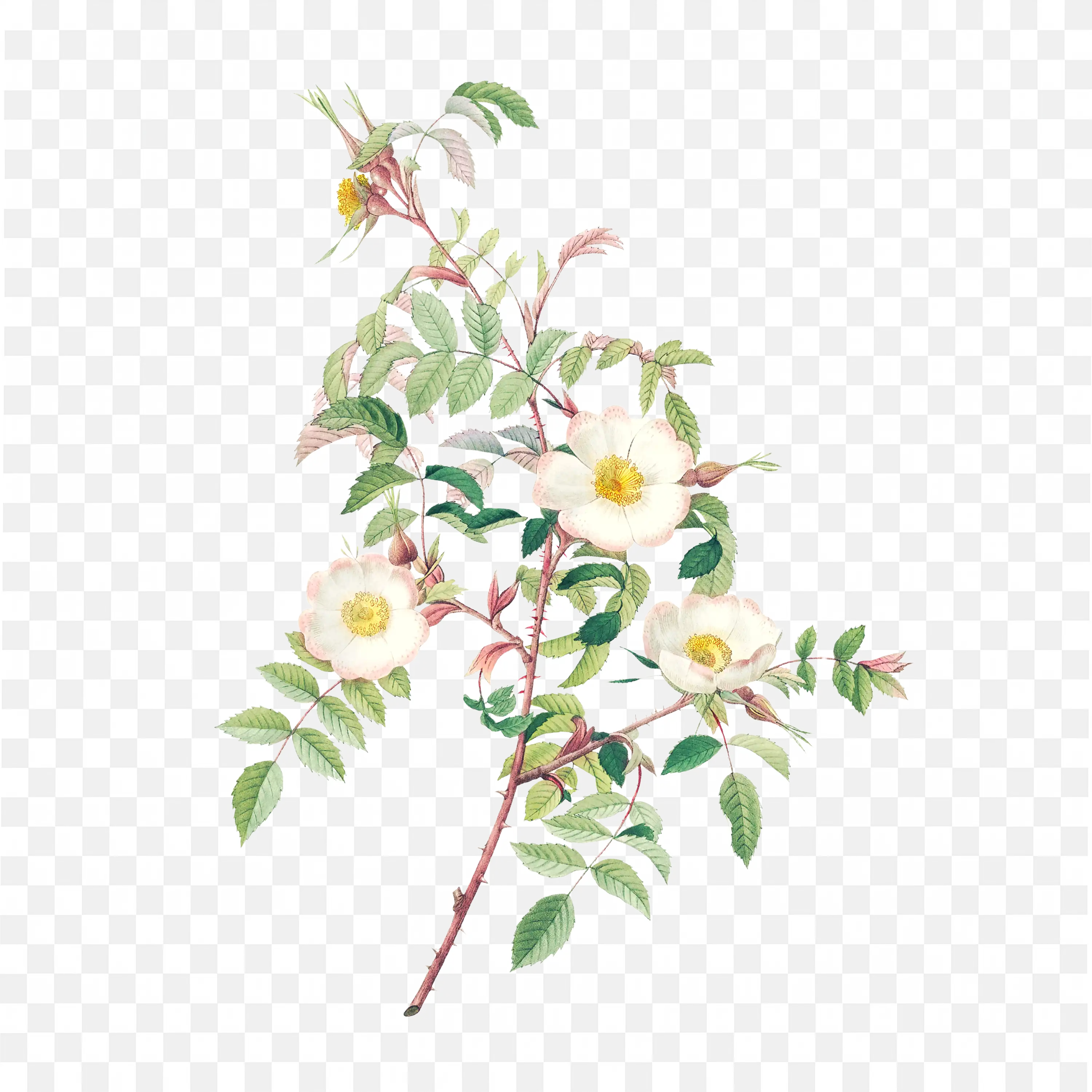 White and Pink Floral Branch Watercolor Botanical Design