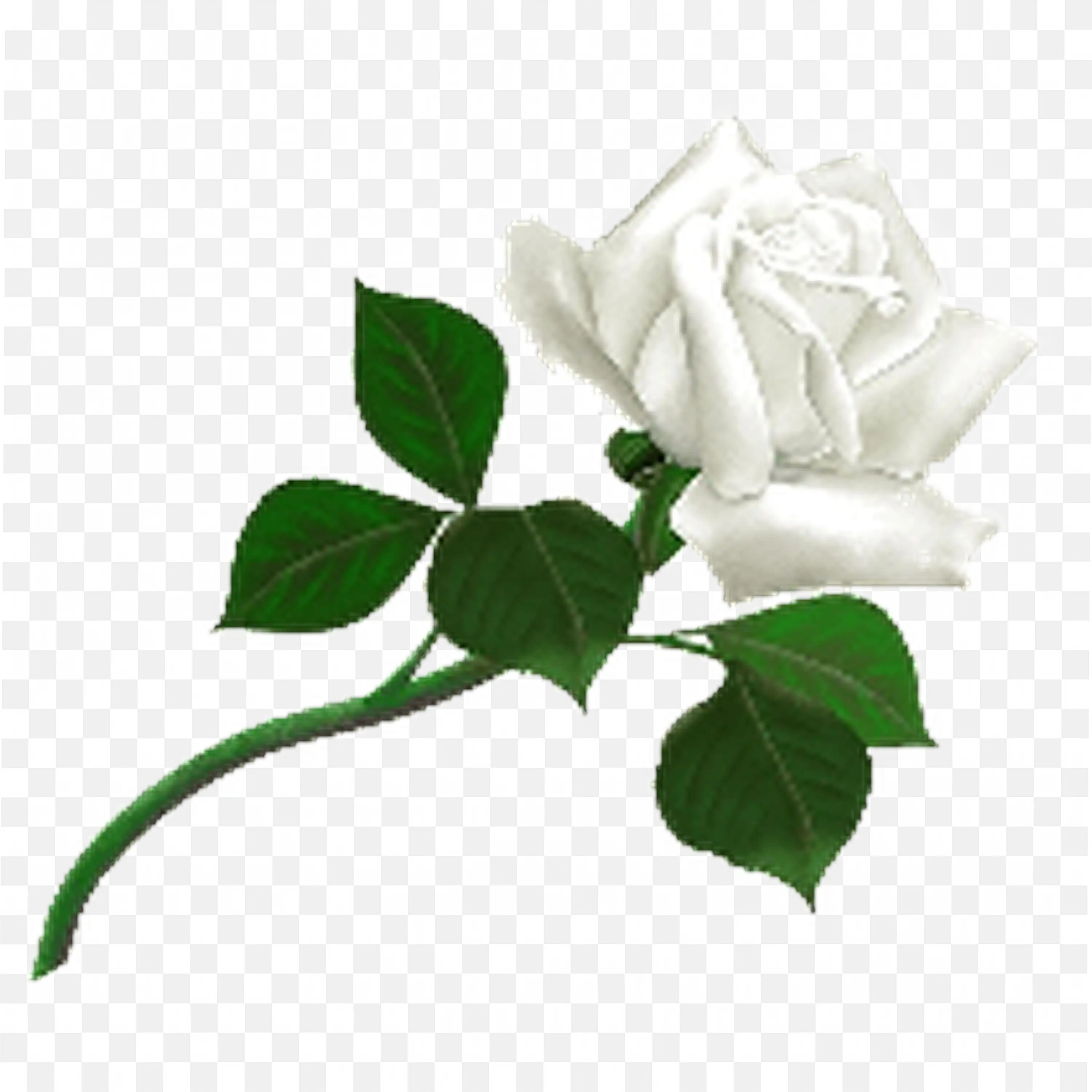 White Rose Bloom with Green Leaves Detailed Clip Art
