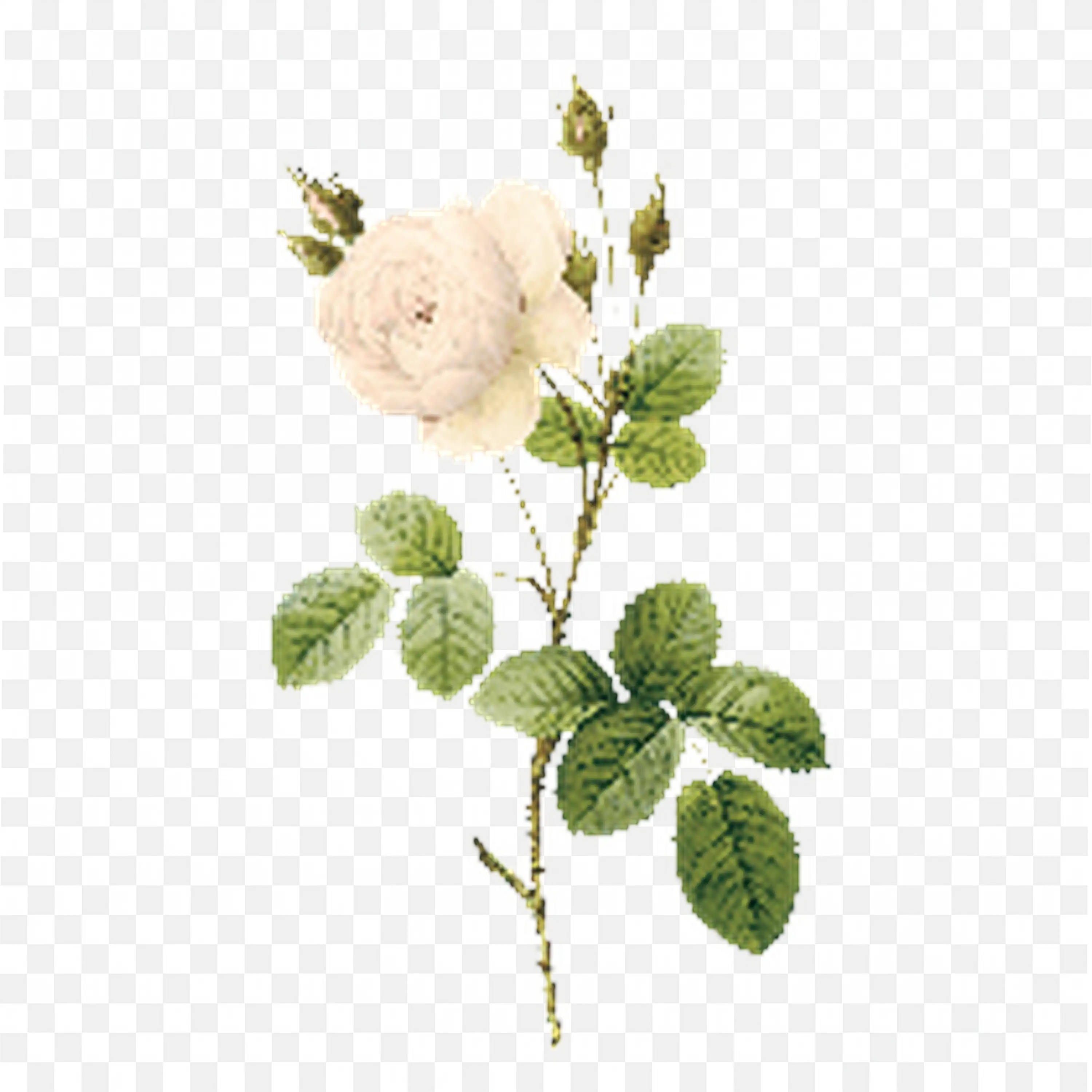 White Rose Botanical Illustration Flower and Buds Art PNG