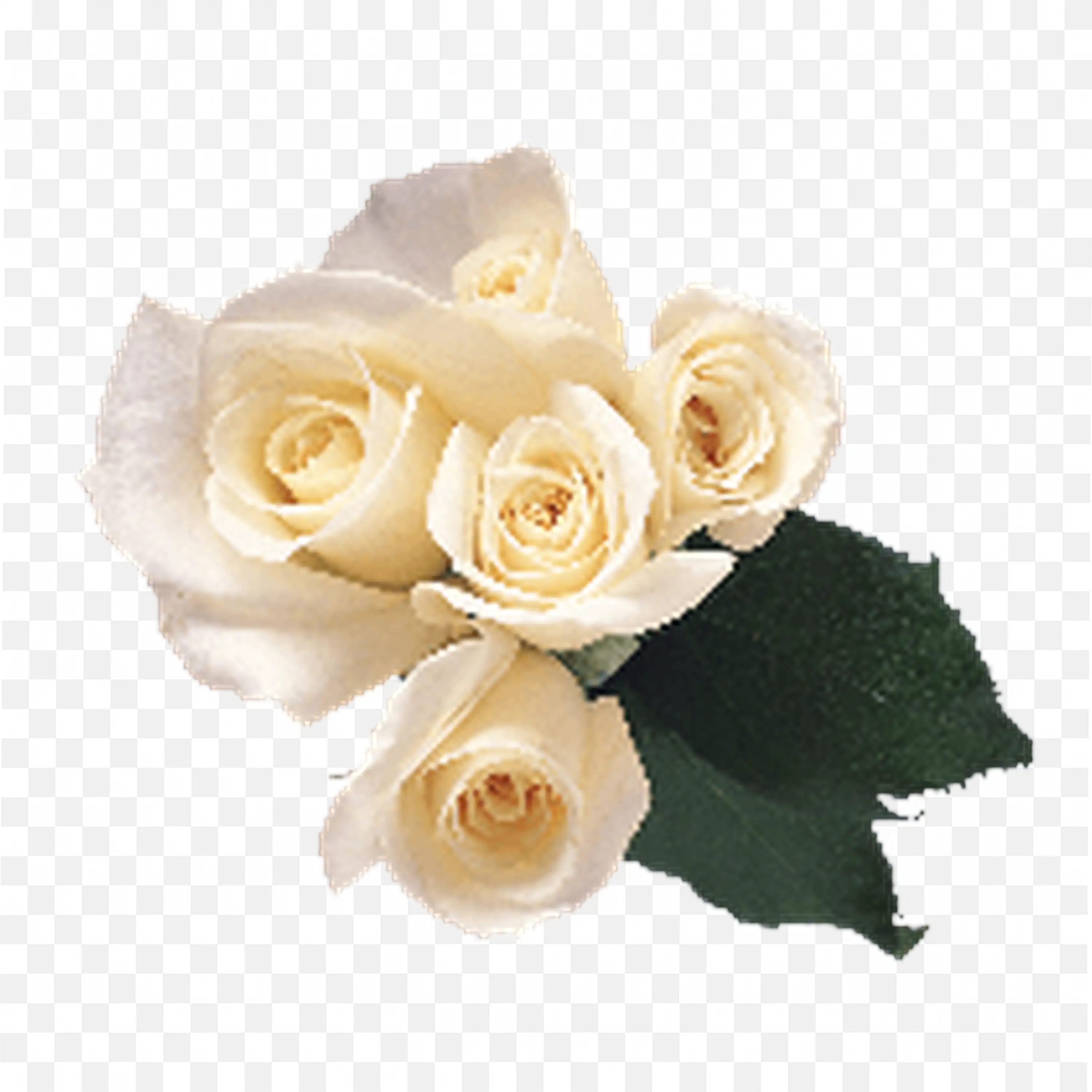 White Rose Bouquet Elegant Floral Illustration PNG