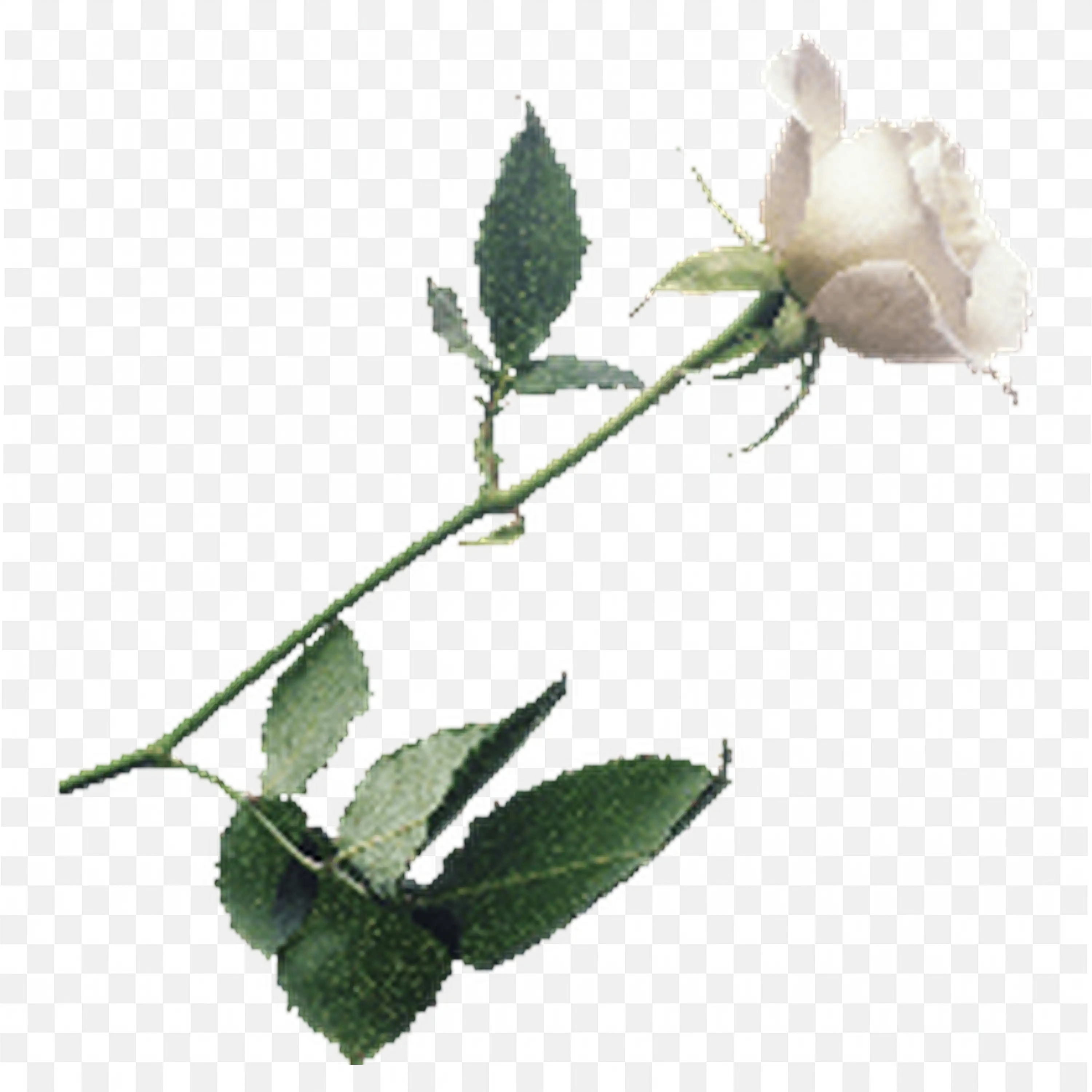 White Rose Branch with Leaves Realistic Floral Artwork