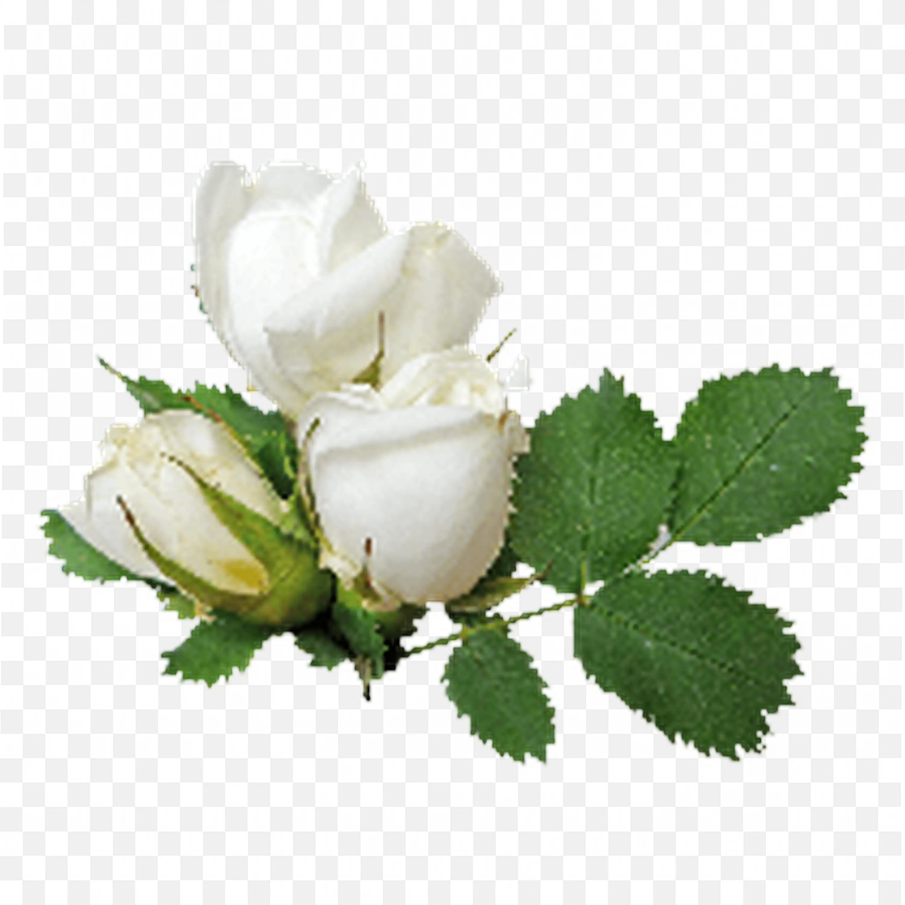 White Rose and Buds with Leaves Elegant Botanical Design