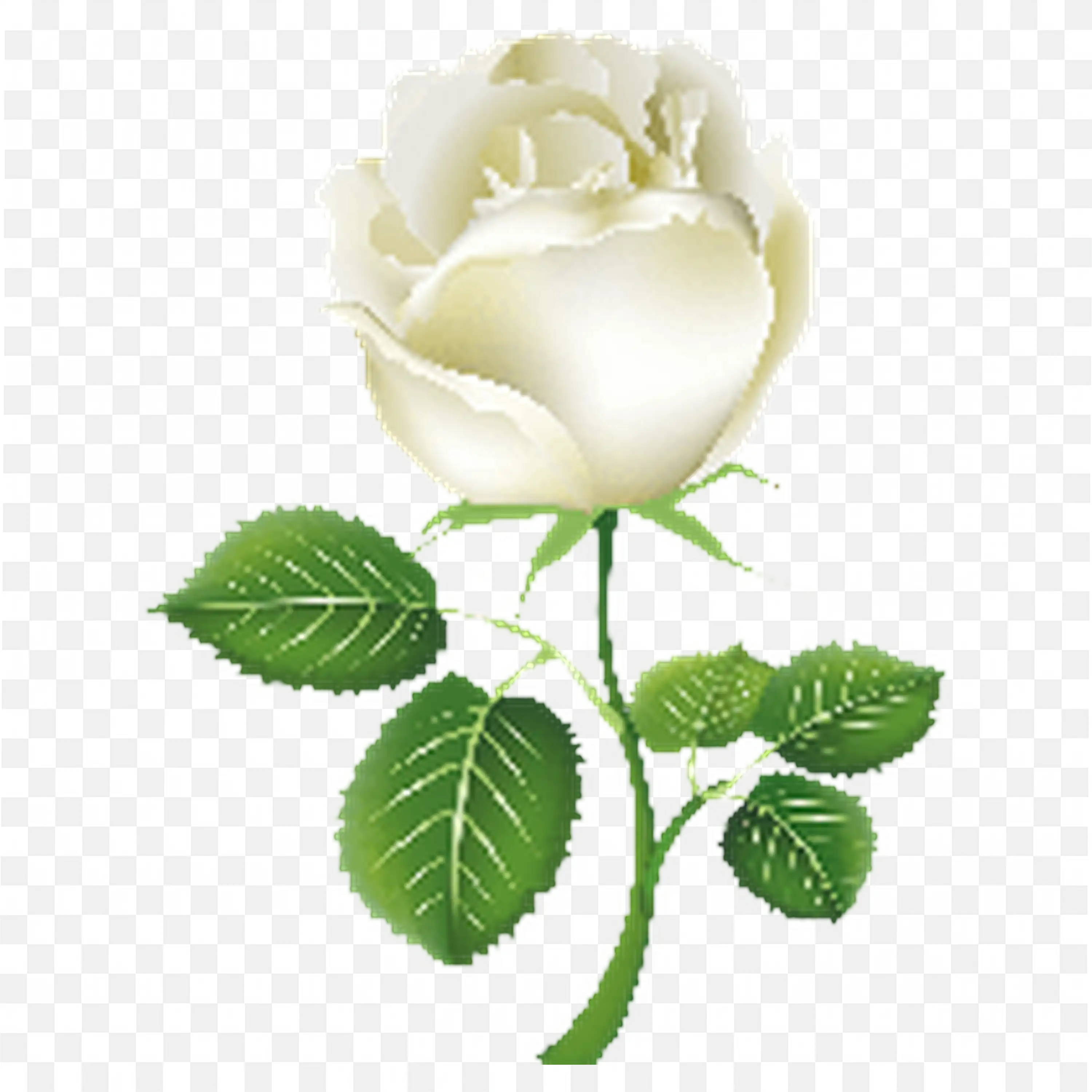 White Rose with Buds and Leaves Elegant Nature Artwork
