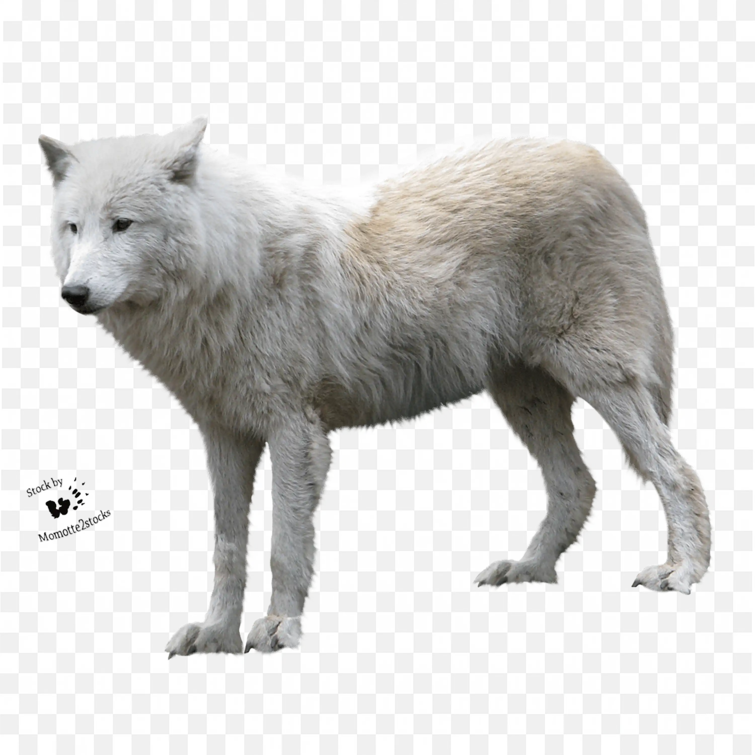 White Wolf Illustration Striking Polar Wolf Wildlife Art PNG