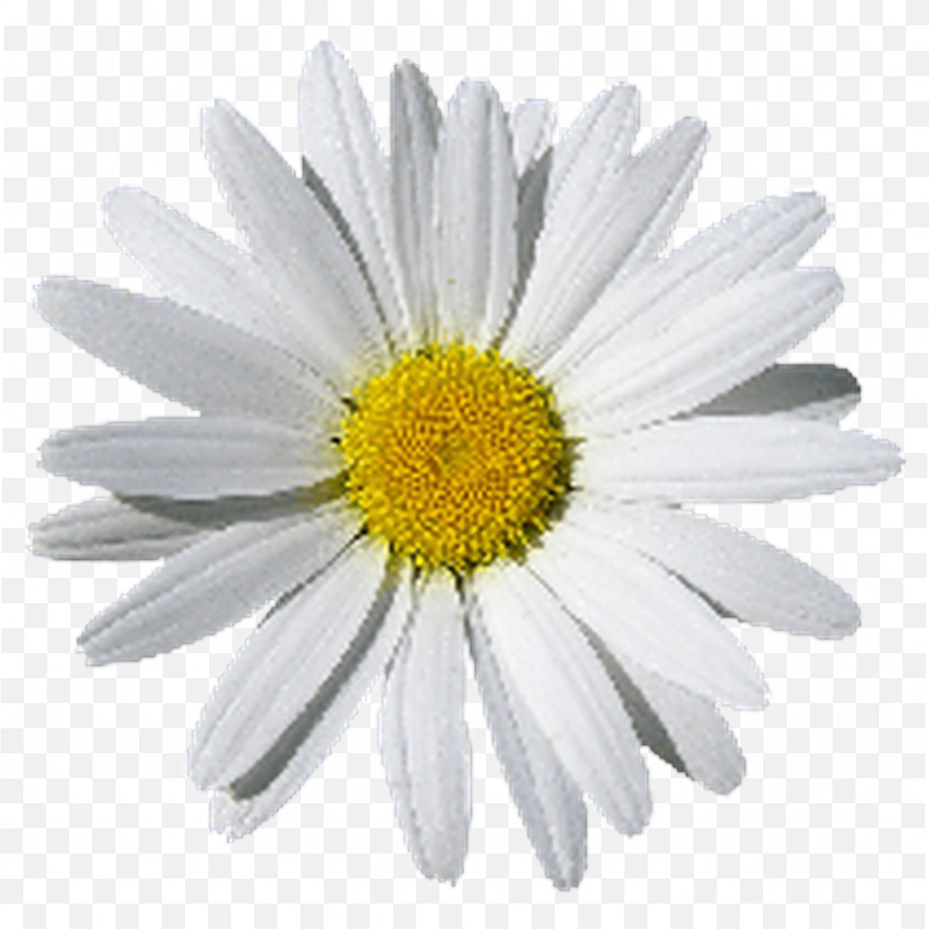 White and Yellow Daisy Flower Realistic Floral Design