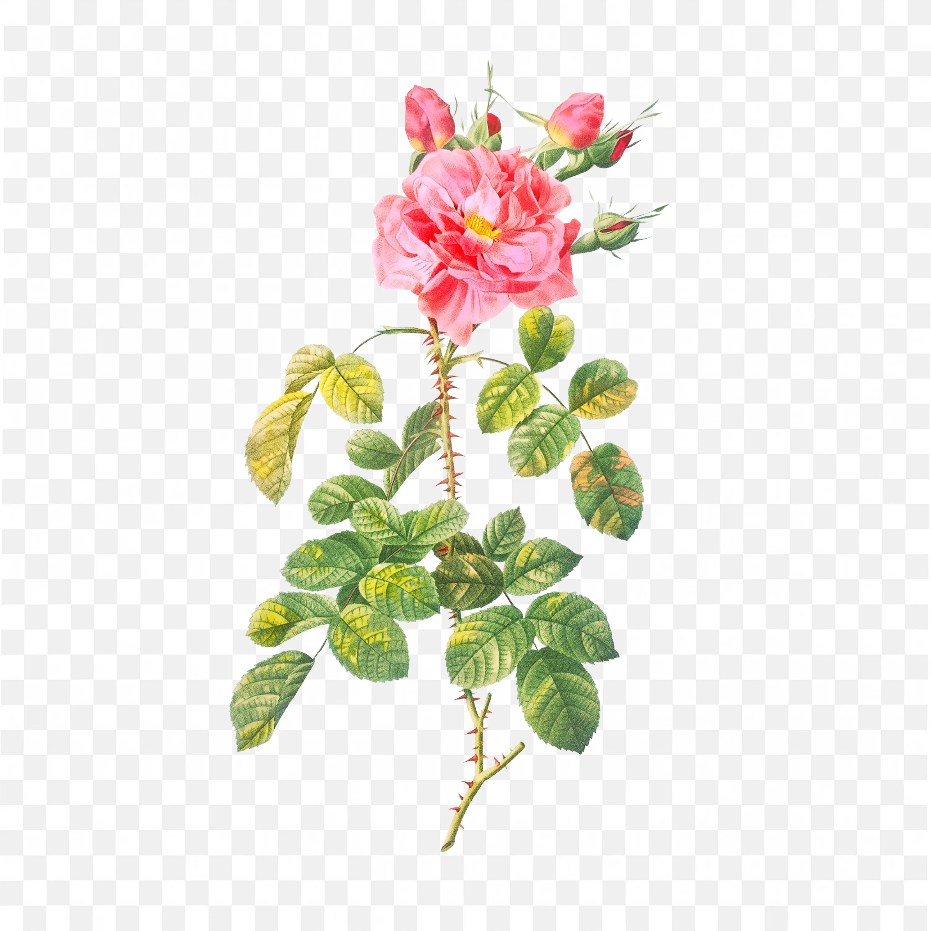 Wild Pink Flowers PNG Nature Watercolor Art Scene Design