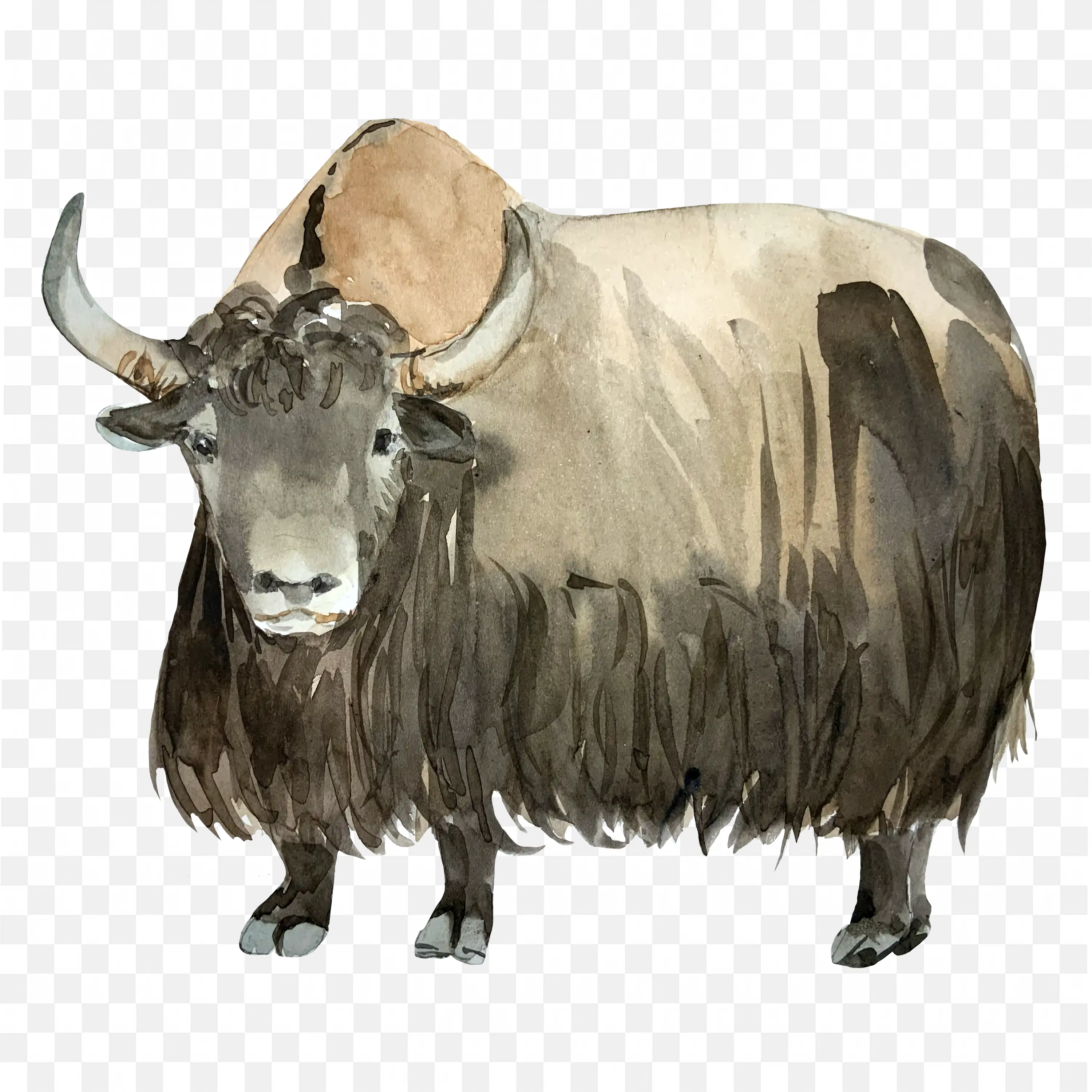 Wild Yak with Horns Standing Furry Animal PNG Art