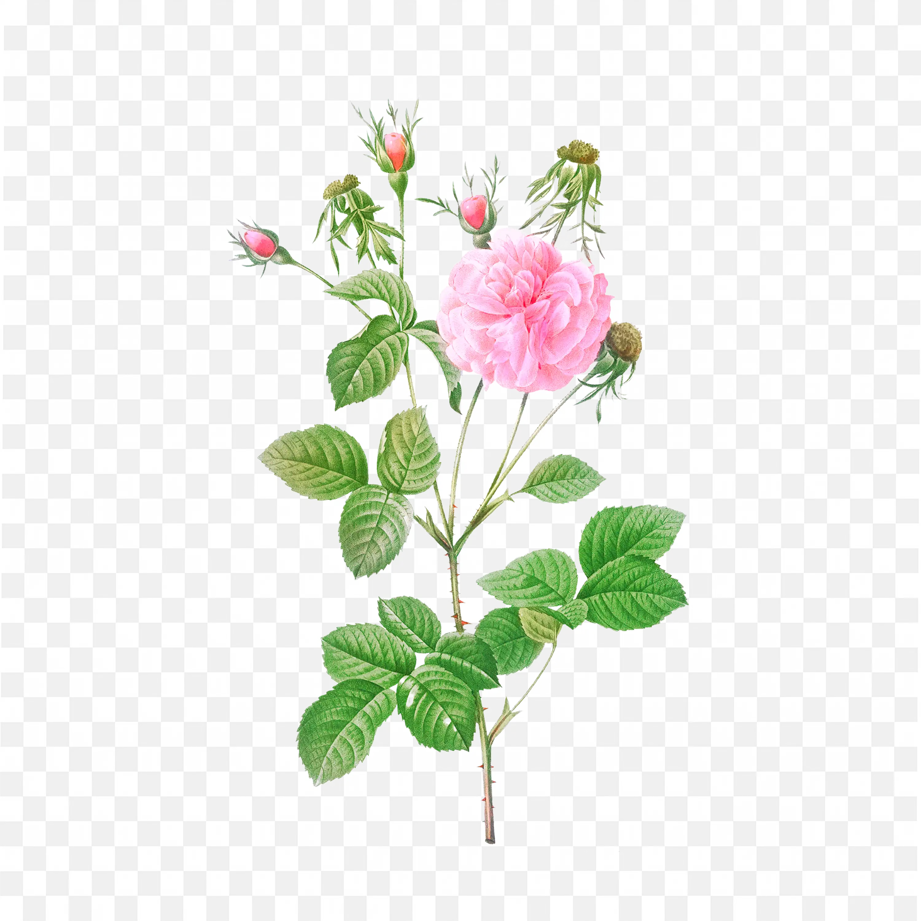 Wildflower Bunch with Pink Flowers Botanical Watercolor Art