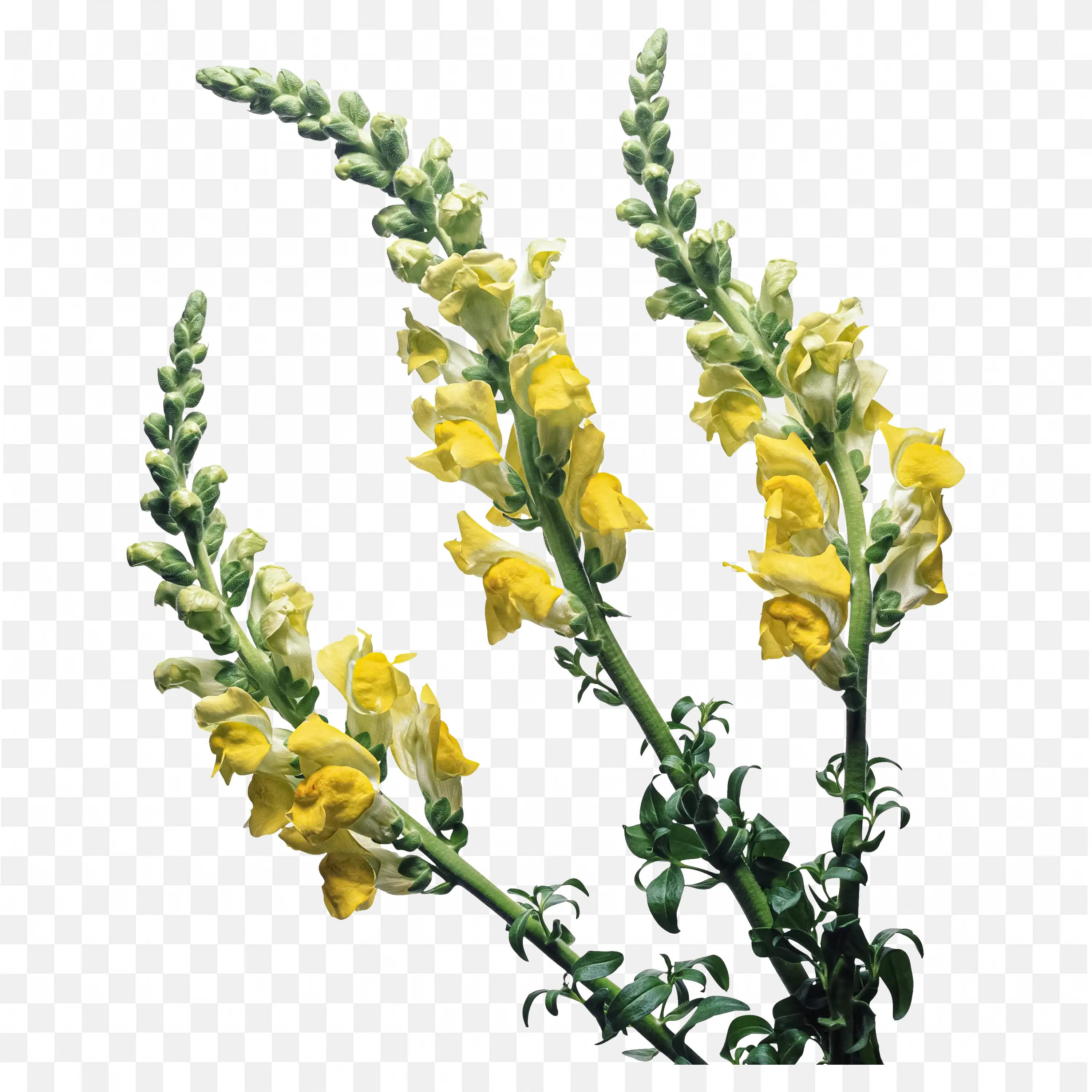 Yellow Acacia Flowers on Branch PNG Image Art Download