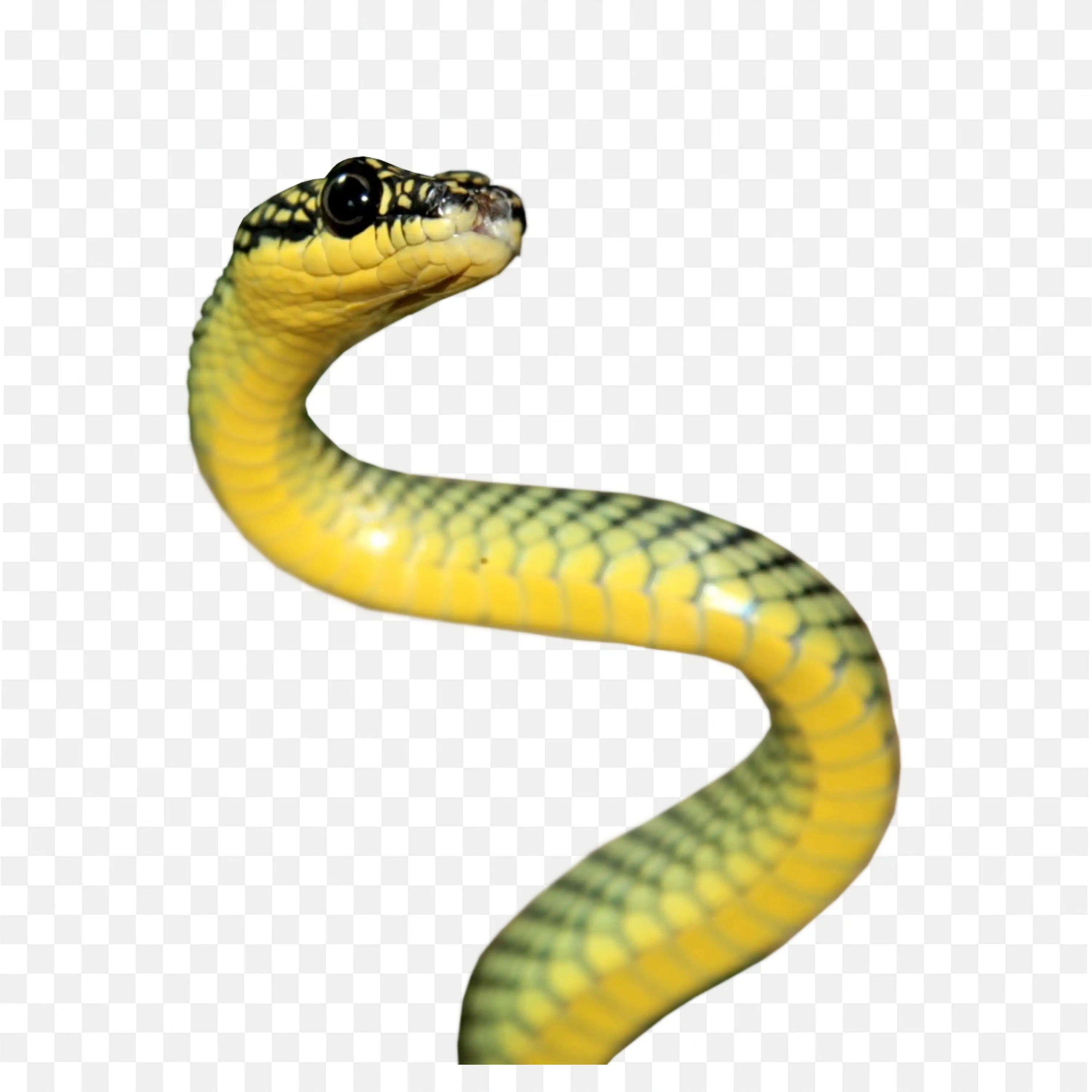 Yellow Blue Snake Clip Art Zigzag Shape Nature Reptile