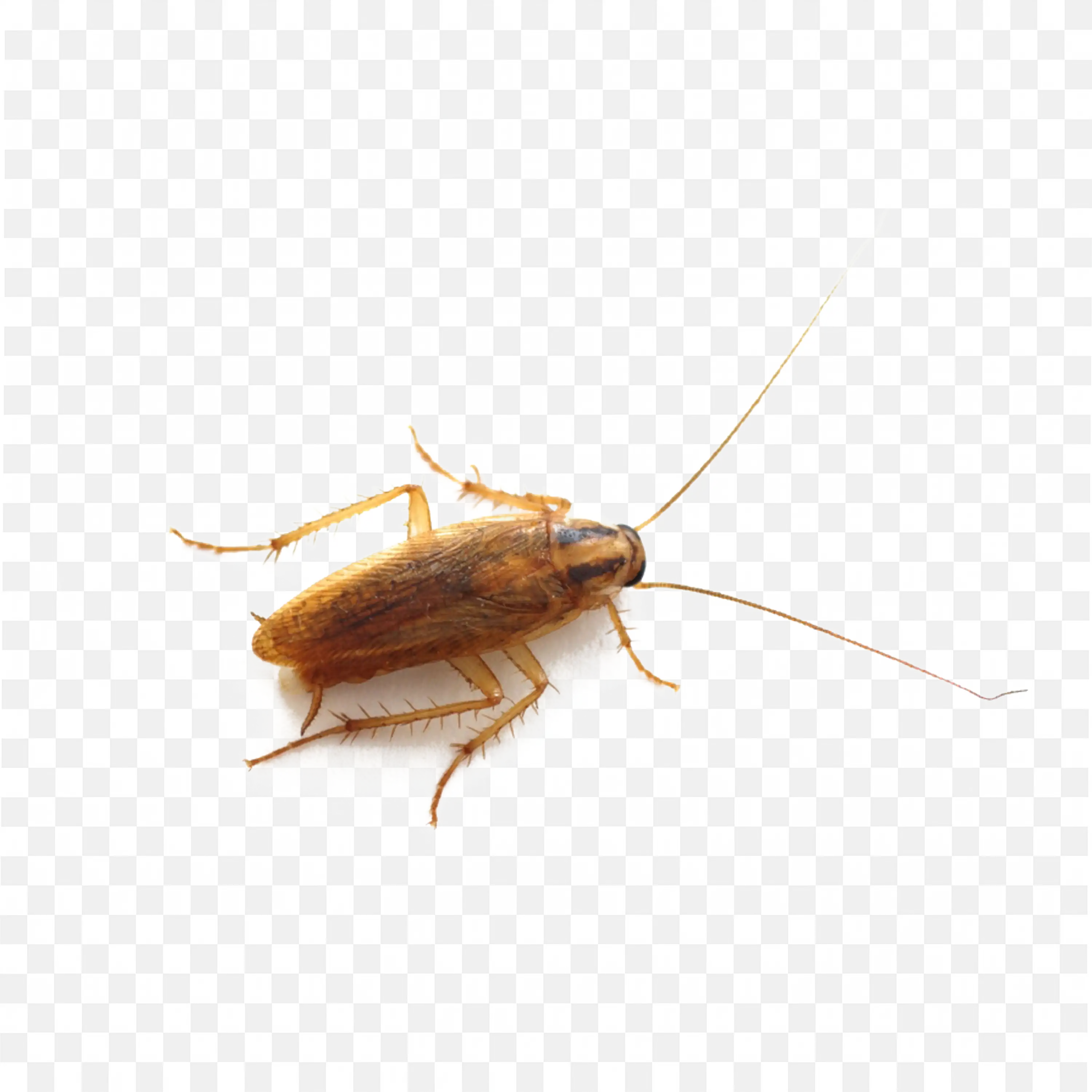 Yellow Brown Roach Belly Up Transparent Clipart PNG