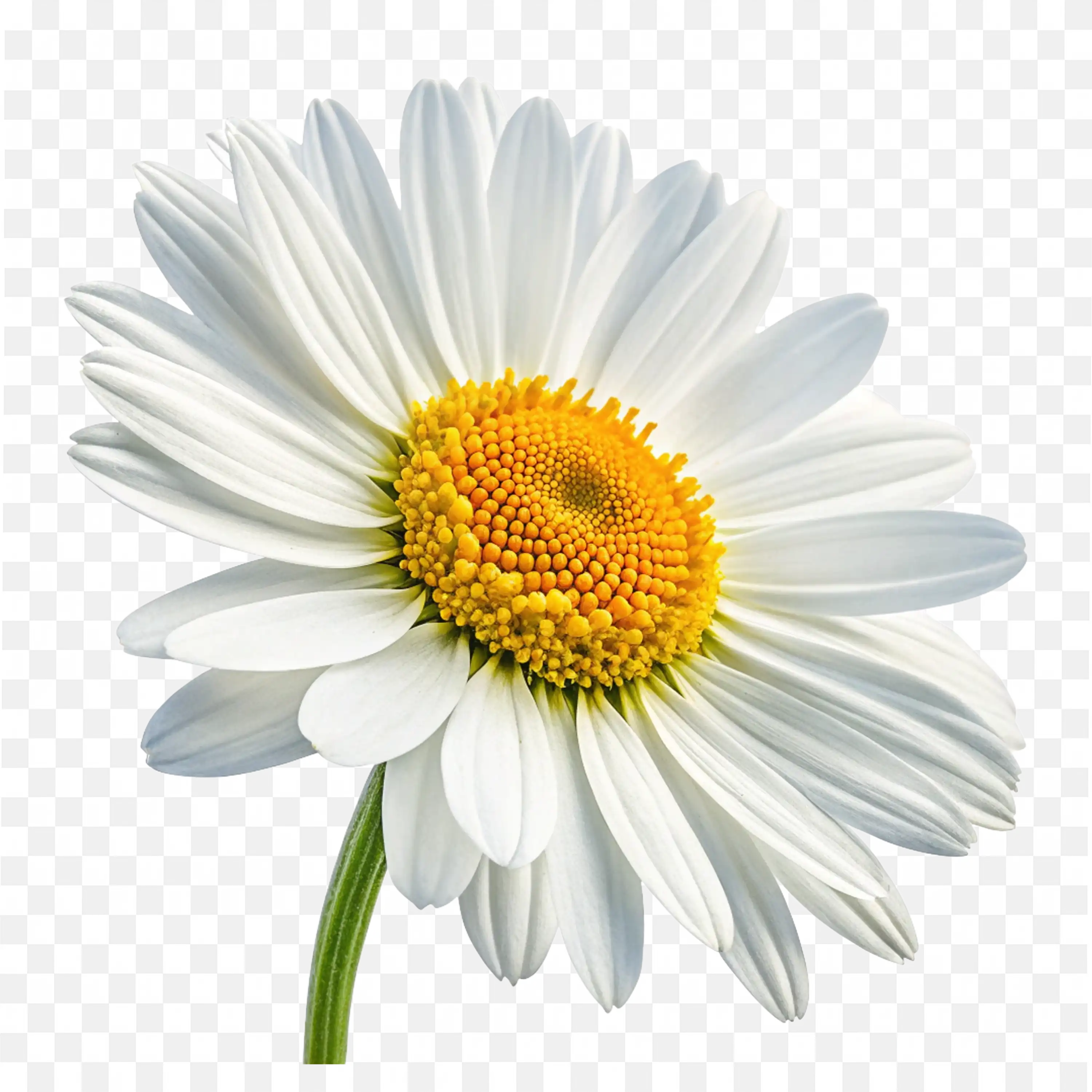 Yellow Center Daisy PNG Detailed Floral Nature Illustration