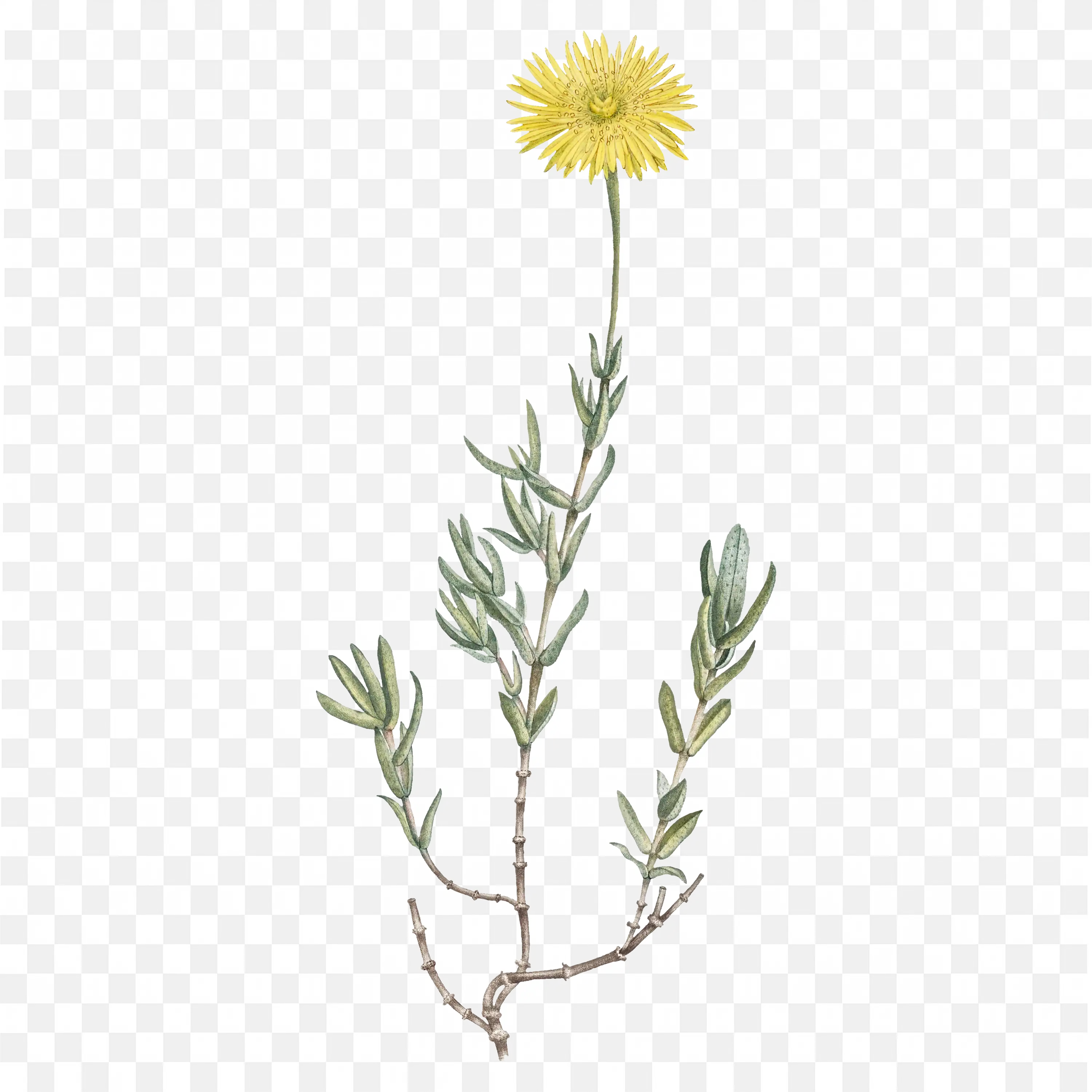 Yellow Daisy with Tall Thin Stem Transparent PNG