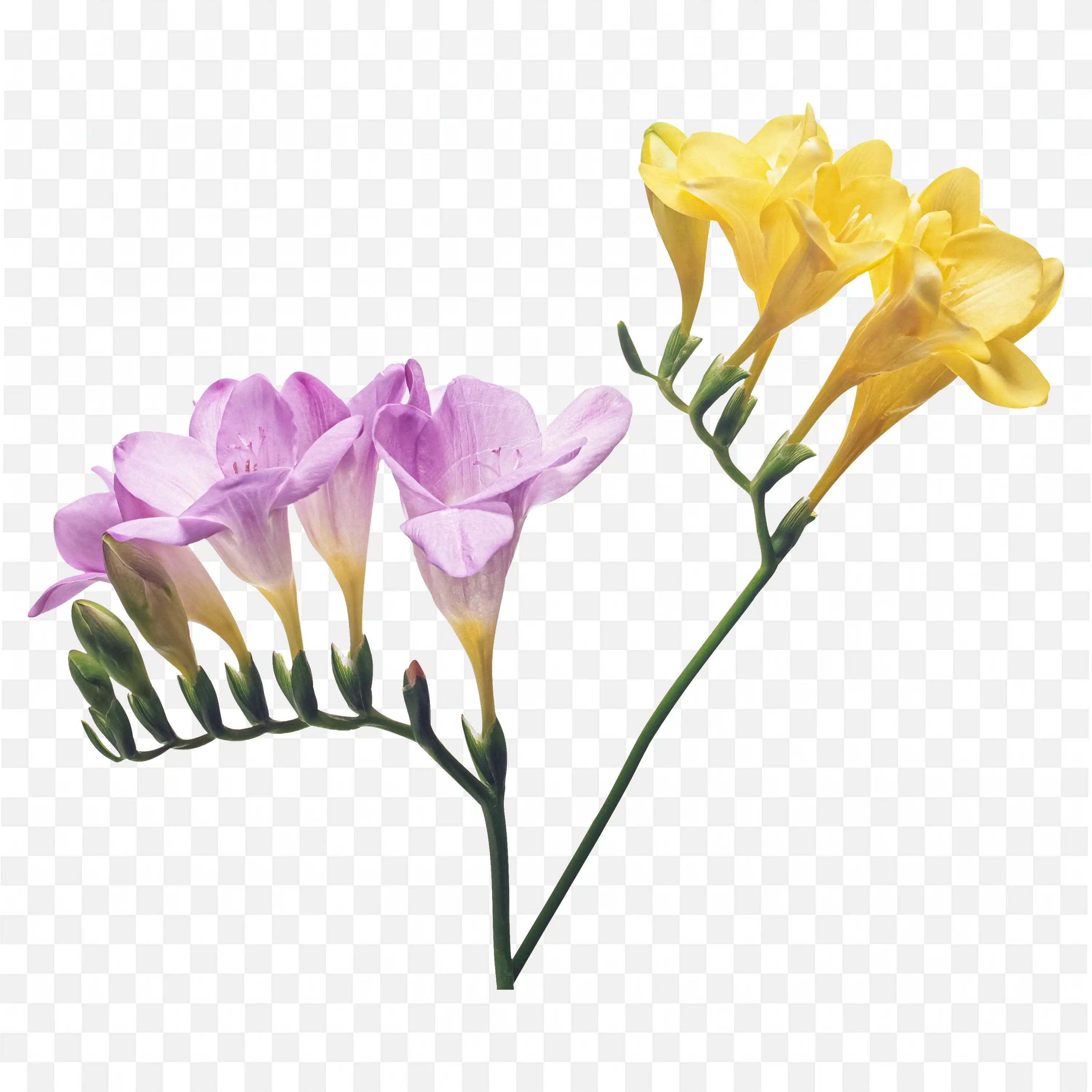 Yellow Freesia Bloom Single Stem PNG Illustration
