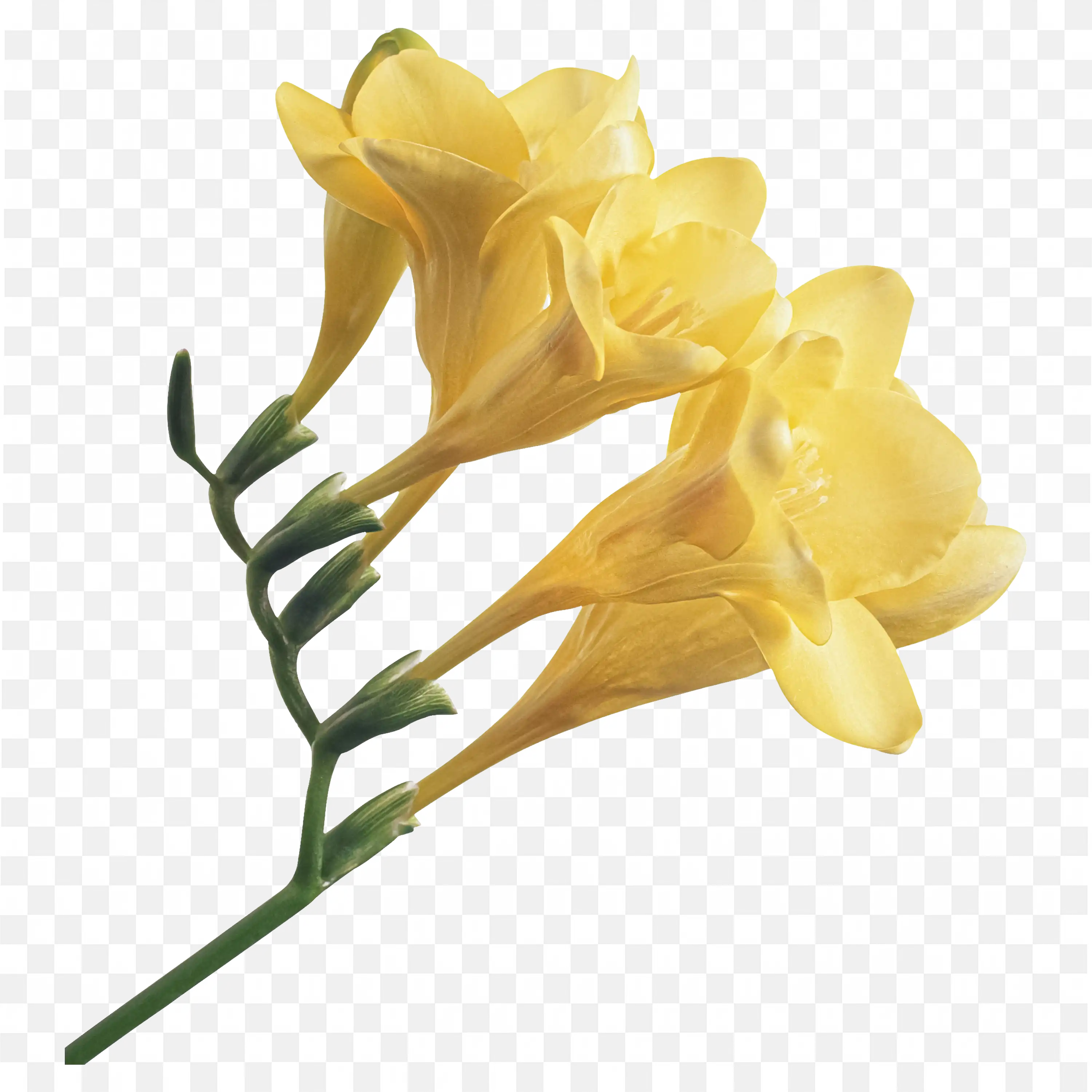 Yellow freesia flower stem with blooms on white background