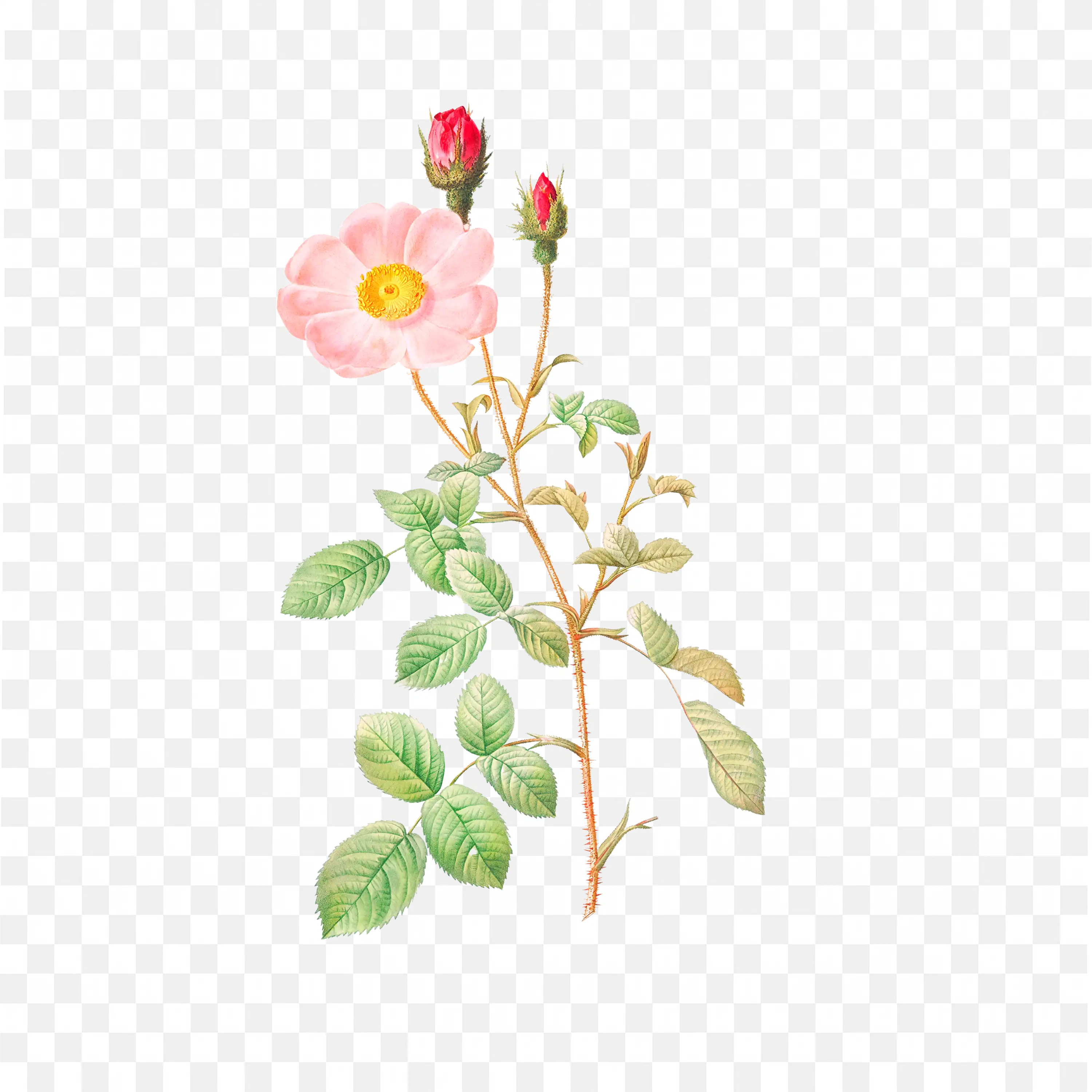 Yellow and Pink Rosebud with Green Leaves Botanical Art