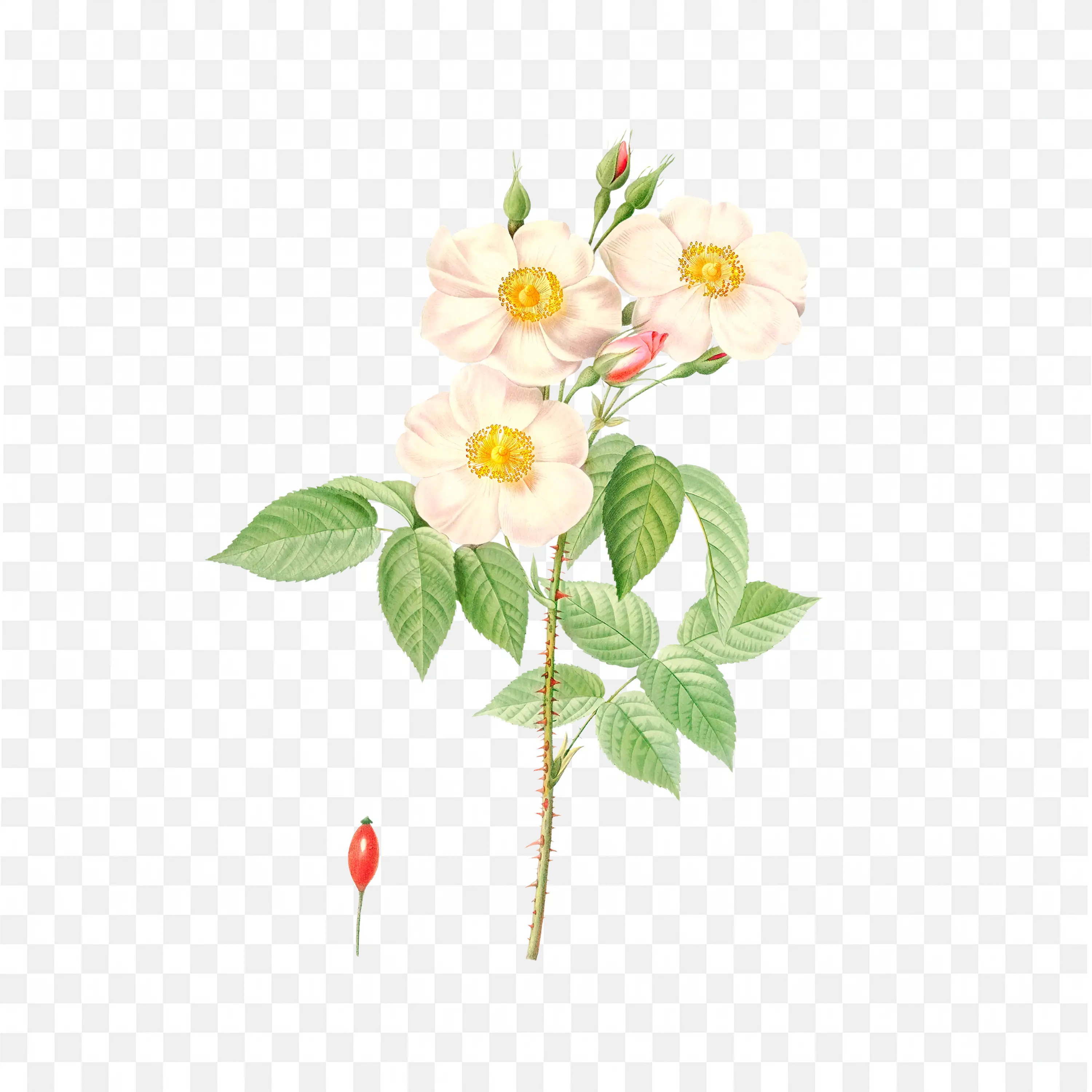 Yellow Rose Flower Bud with Leaves Botanical Nature Art