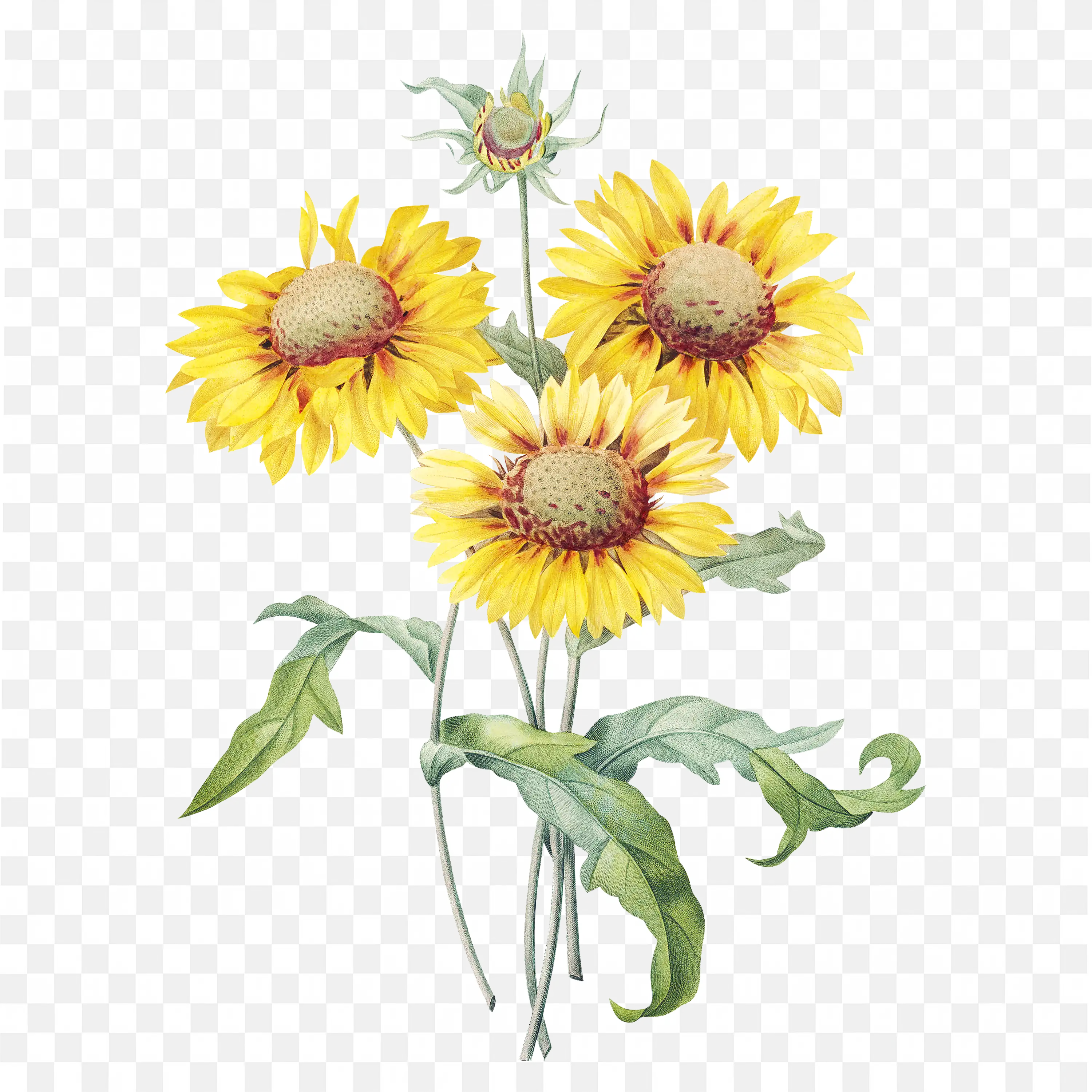 Yellow Sunflowers with Green Leaves Transparent PNG