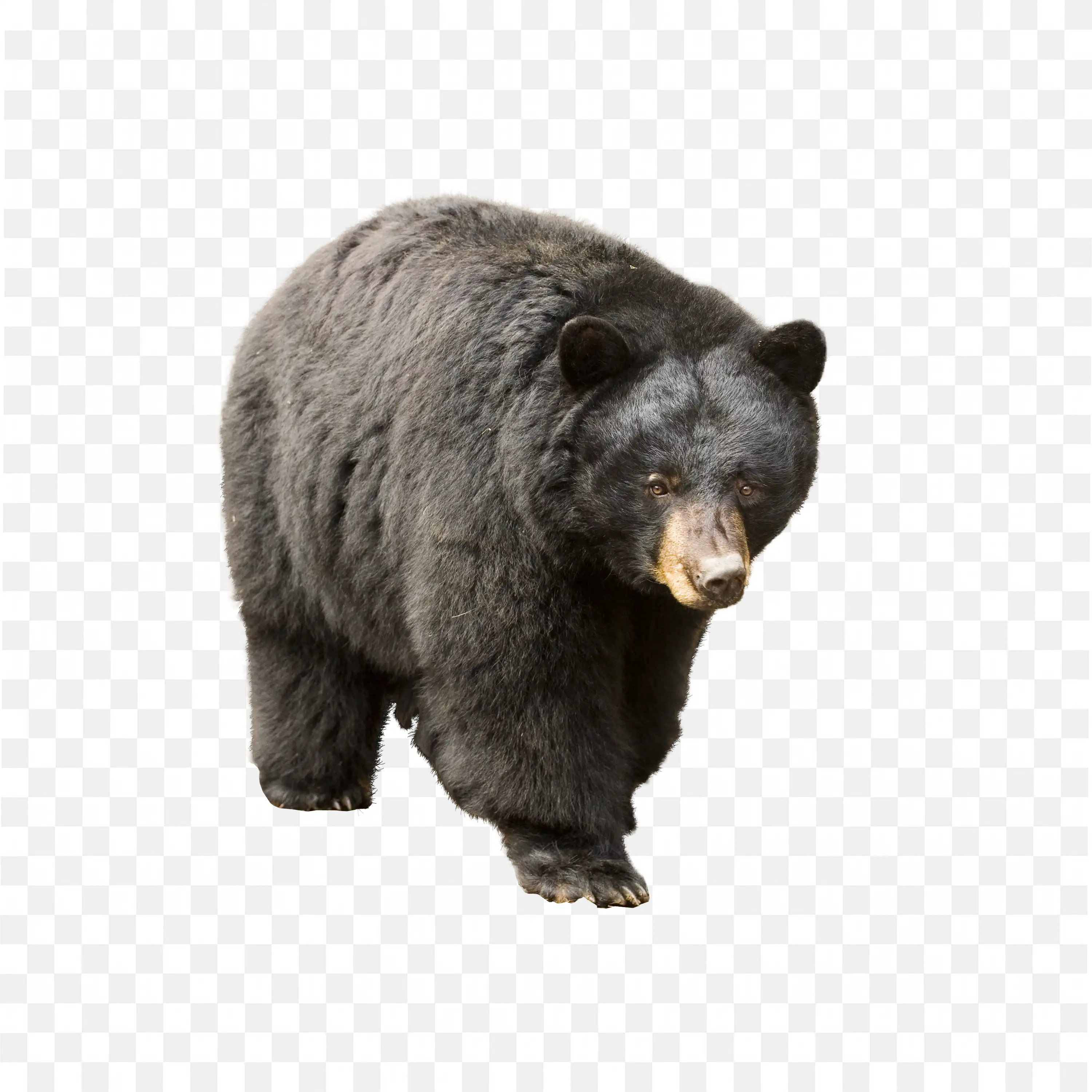 Young Bear Walking PNG Realistic Forest Wildlife Art