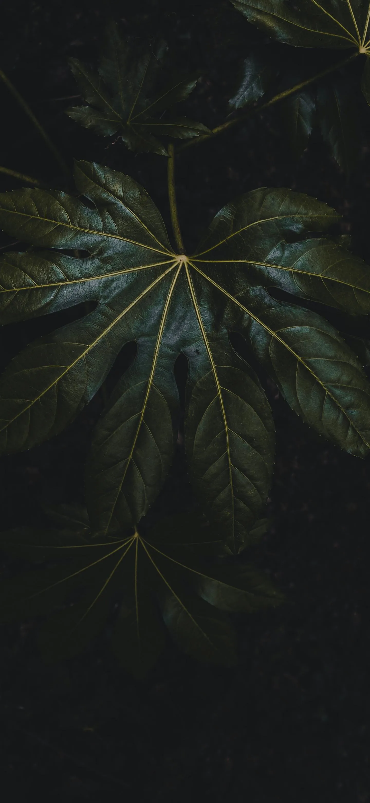 Abstract Dark Foliage with Mysterious Light Effect Wallpaper
