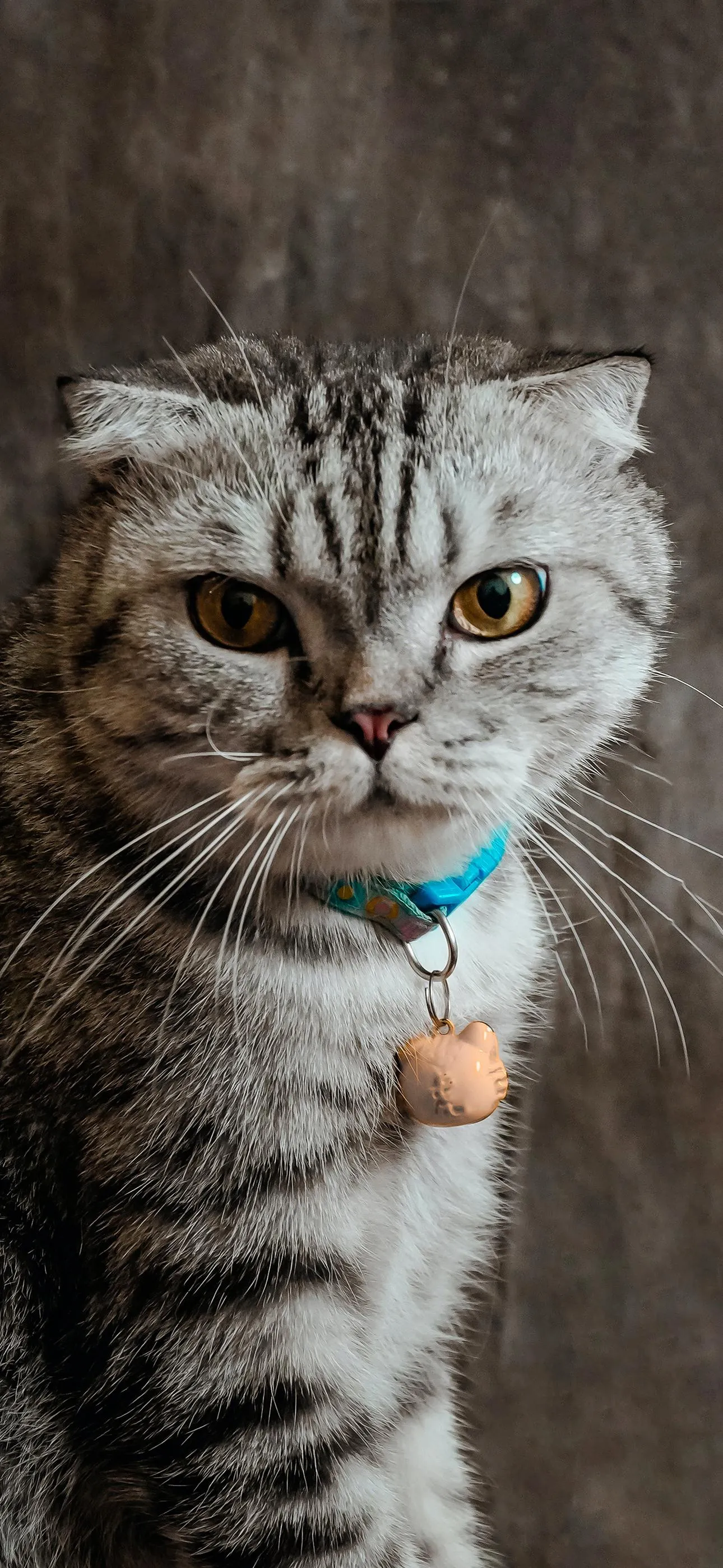 Adorable Cat Looking Curious with Natural Lighting Image