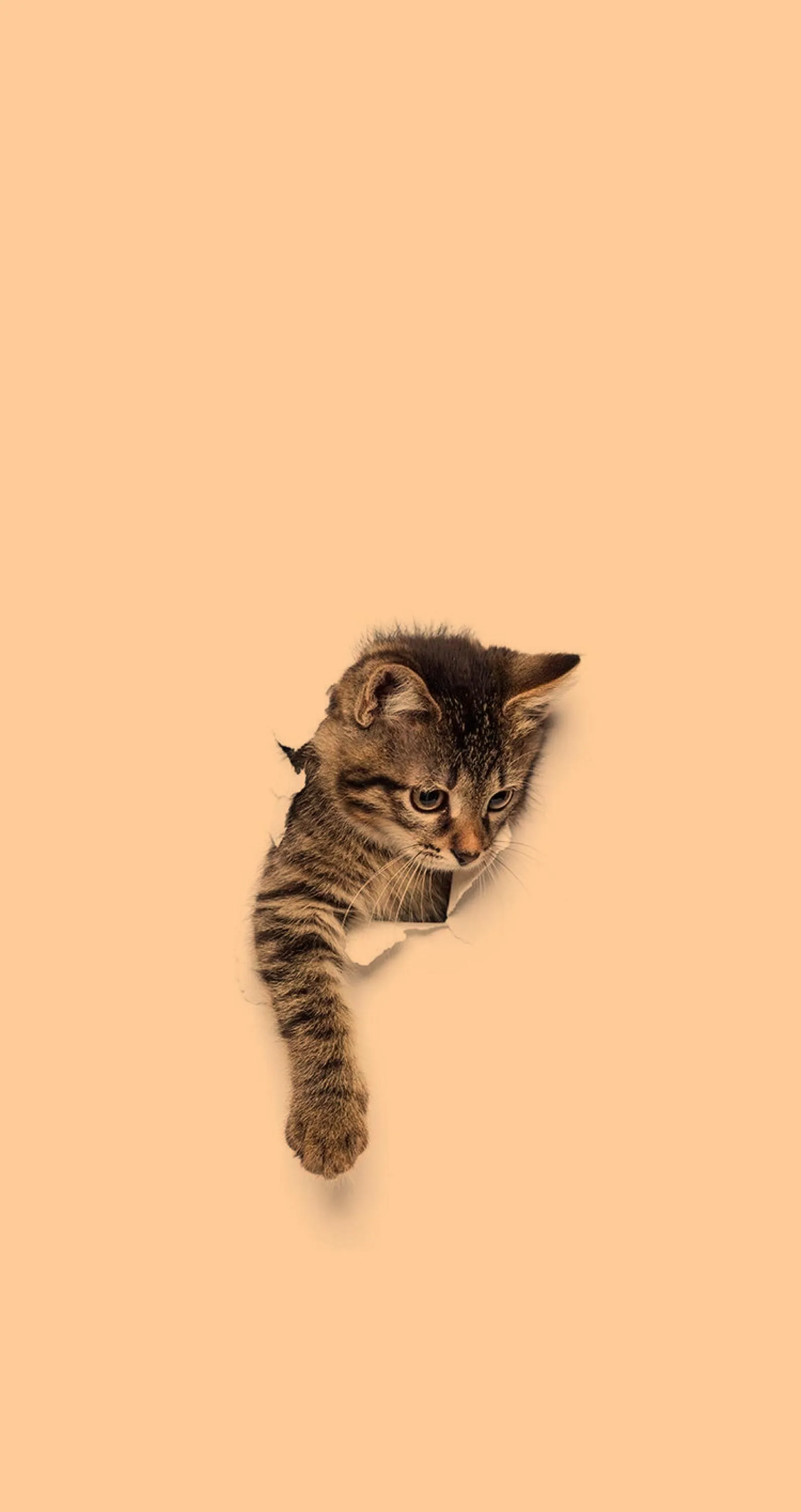 Adorable Kitten Hanging From Light Background Wallpaper