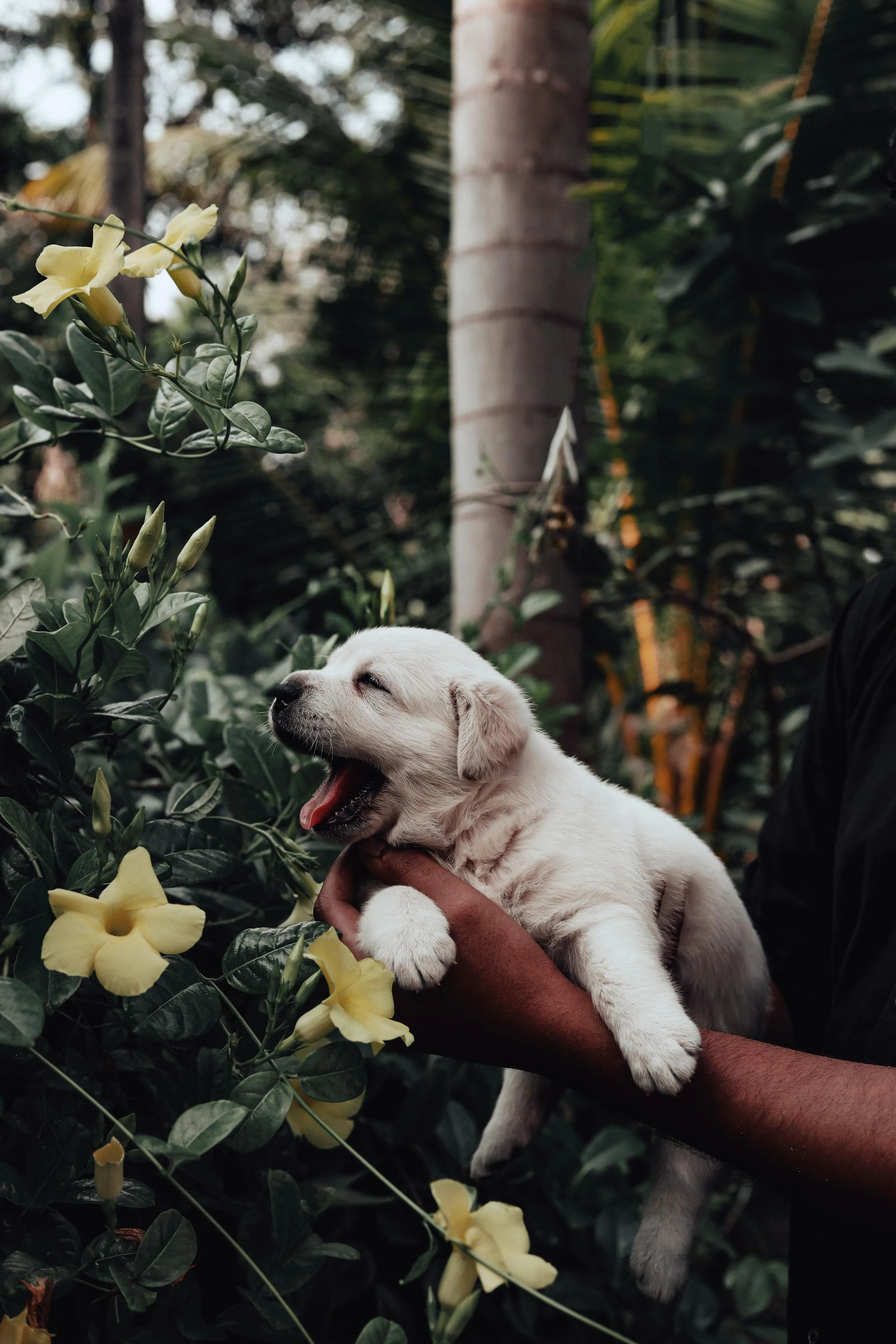 Adorable Puppy Surrounded by Blossoming Flowers Outdoors