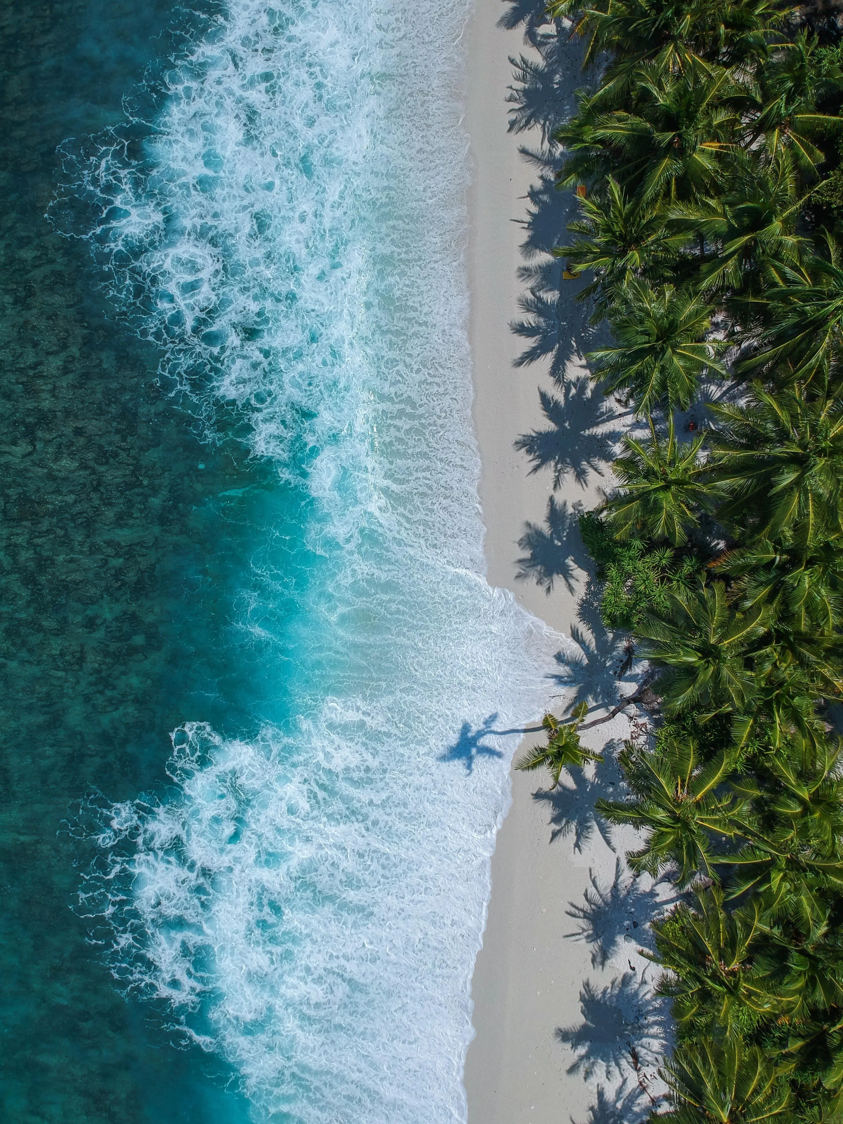 Aerial Beach View with Palm Trees and Blue Ocean Wallpaper