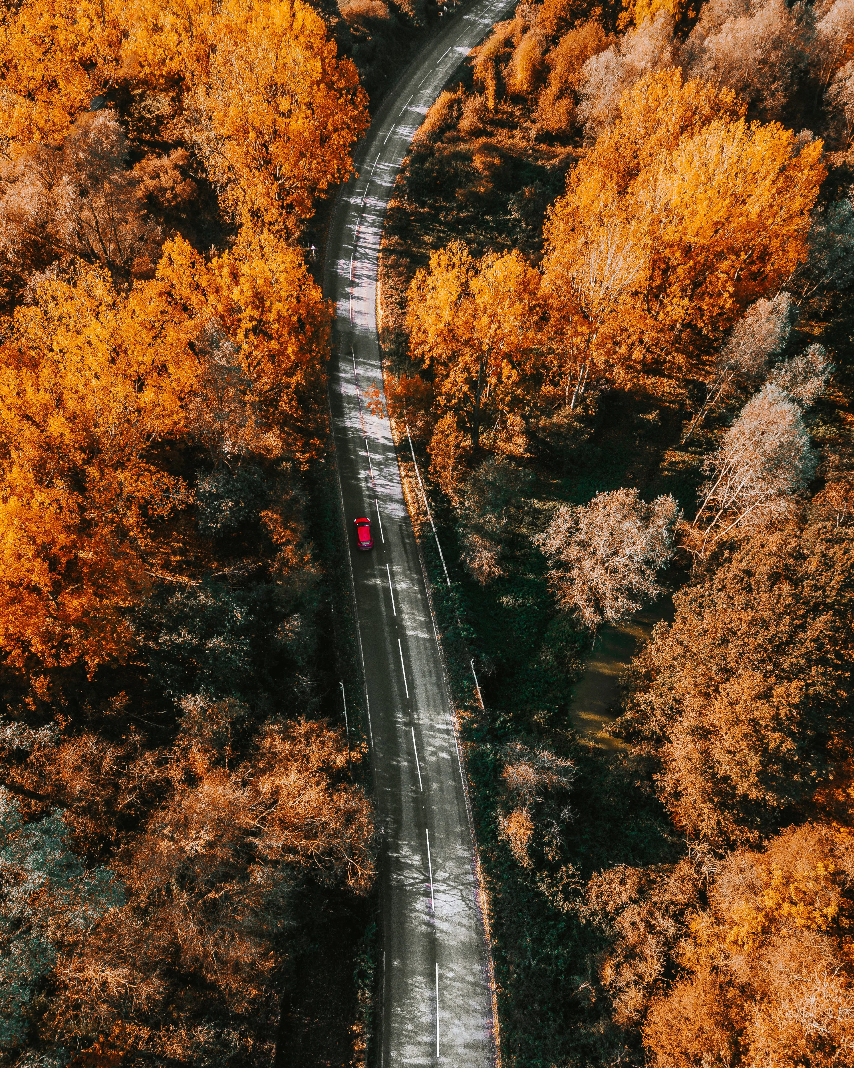 Aerial View of Autumn Forest with Winding Road Image