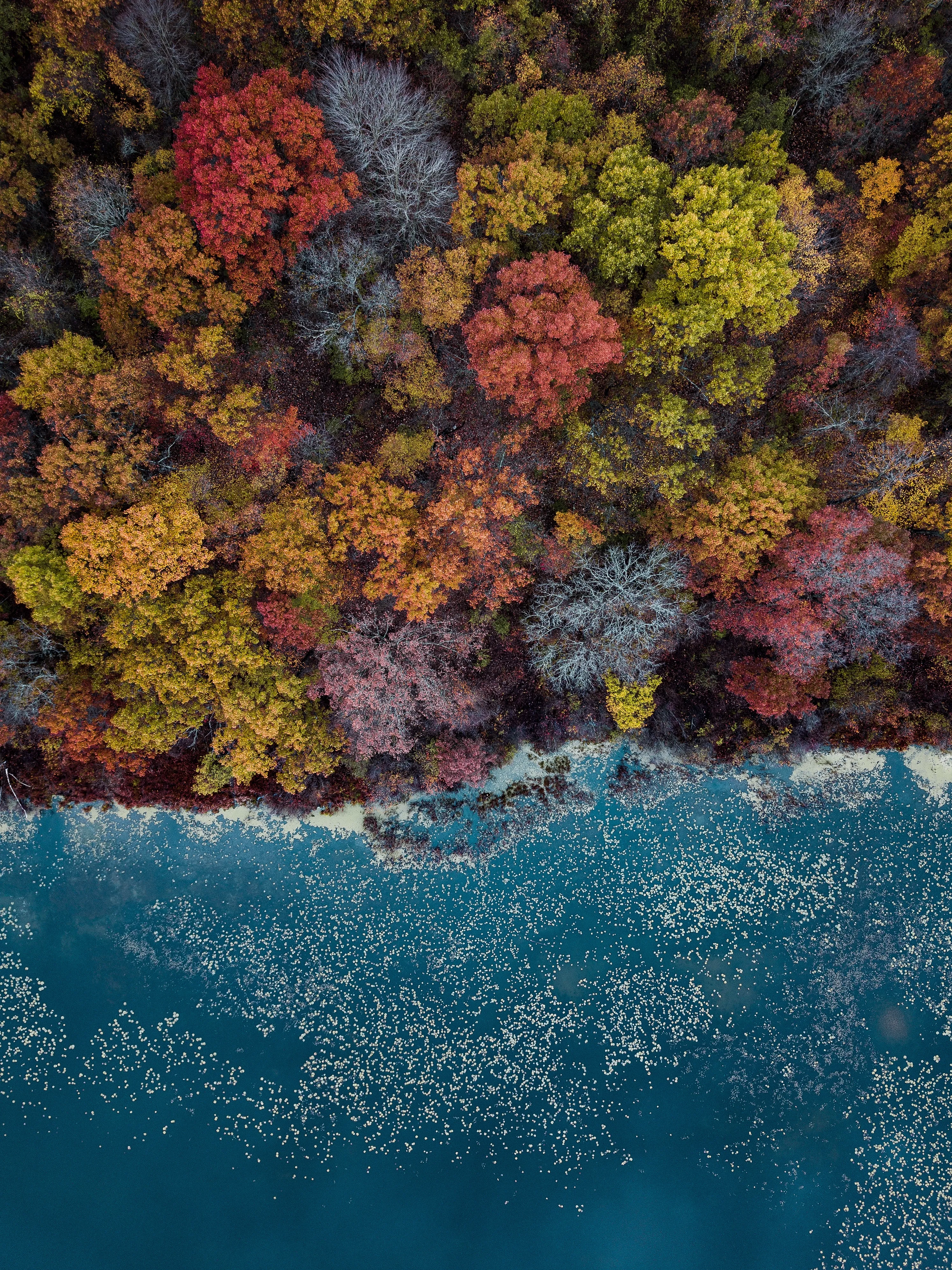 Aerial View of Colorful Autumn Forest Landscape HD Image