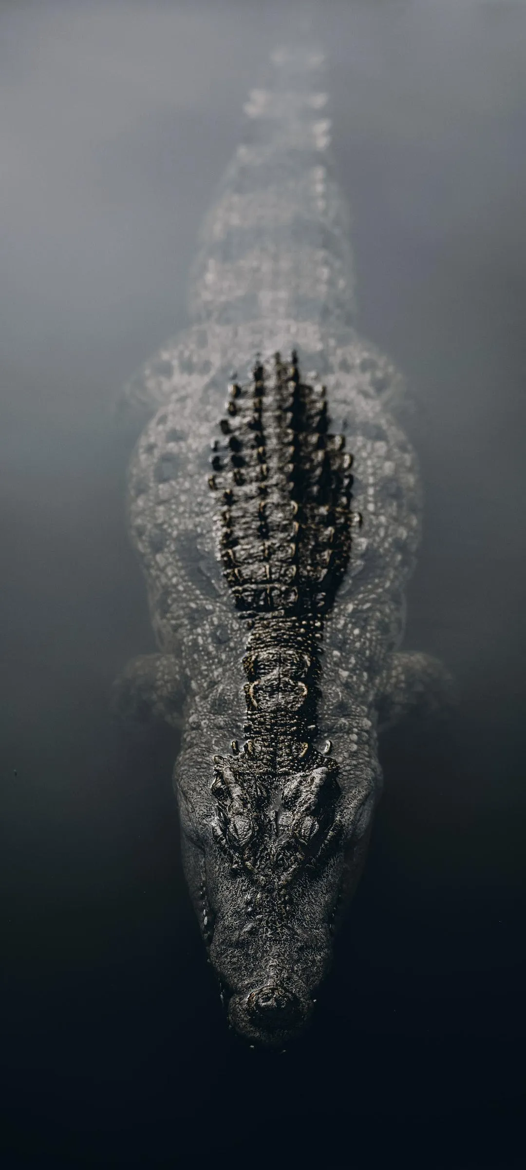 Aerial View Of Crocodile Swimming In Dark River Water