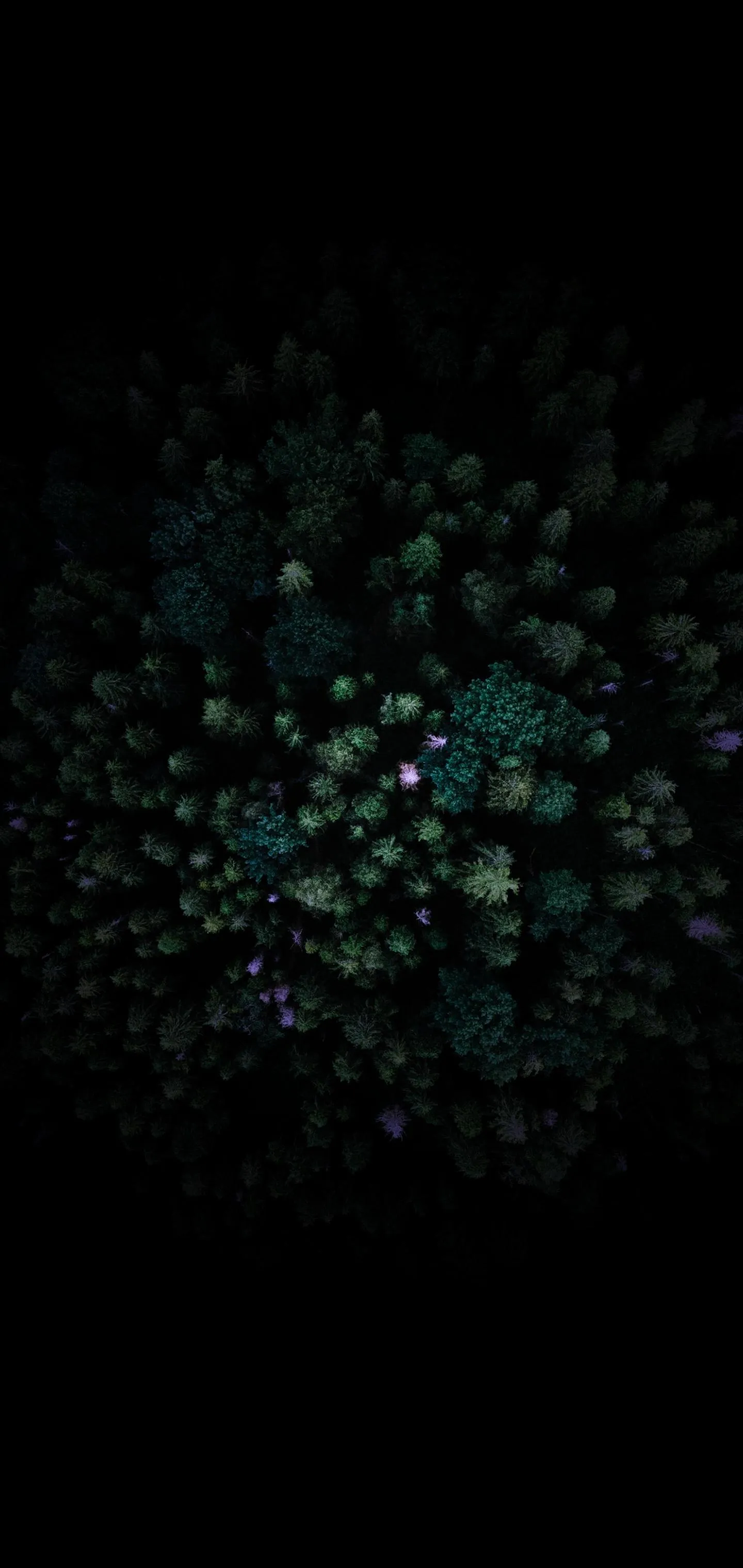 Aerial View of Dense Forest with Subtle Color Highlights