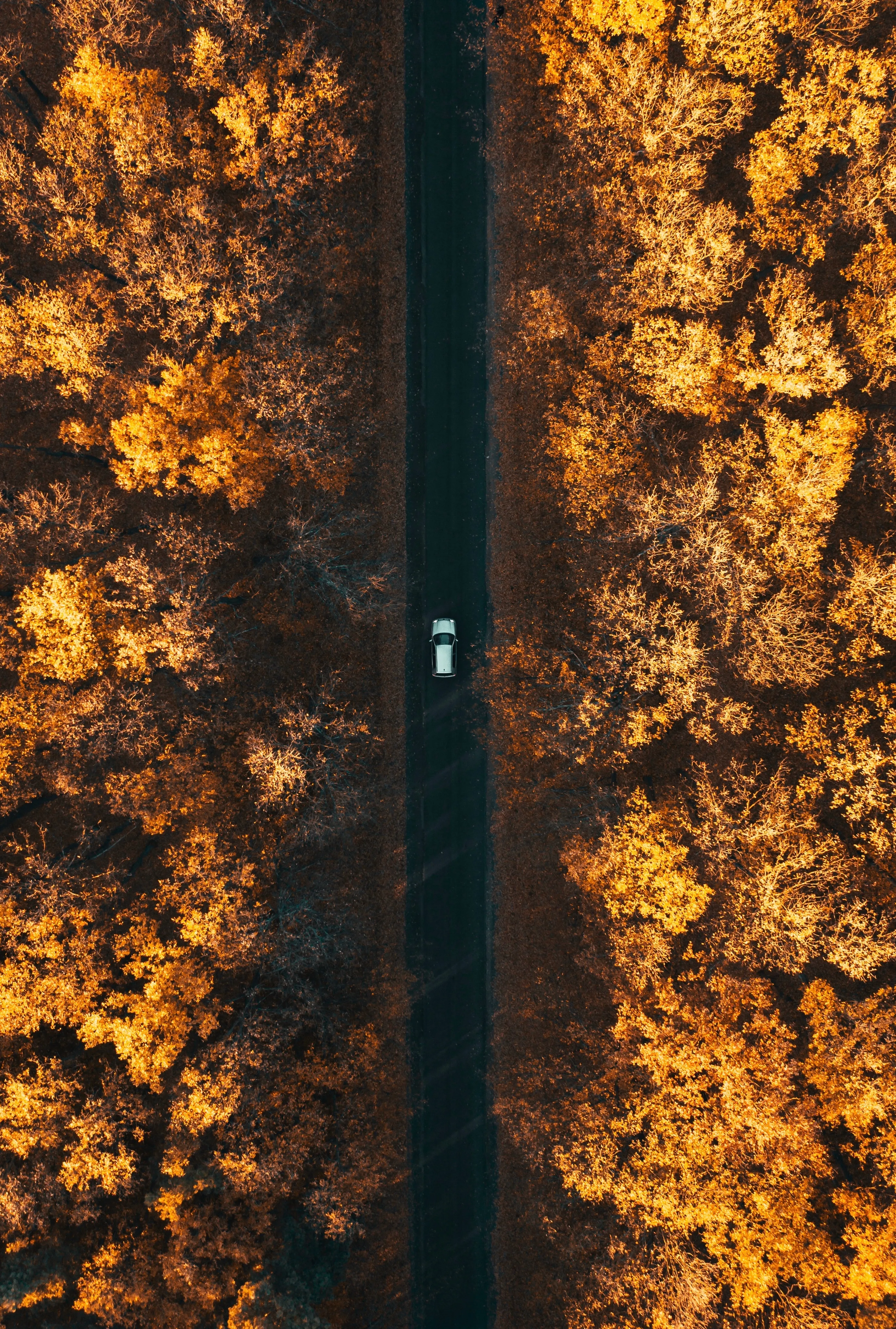Aerial View of Forest Road in Autumn Season Wallpaper