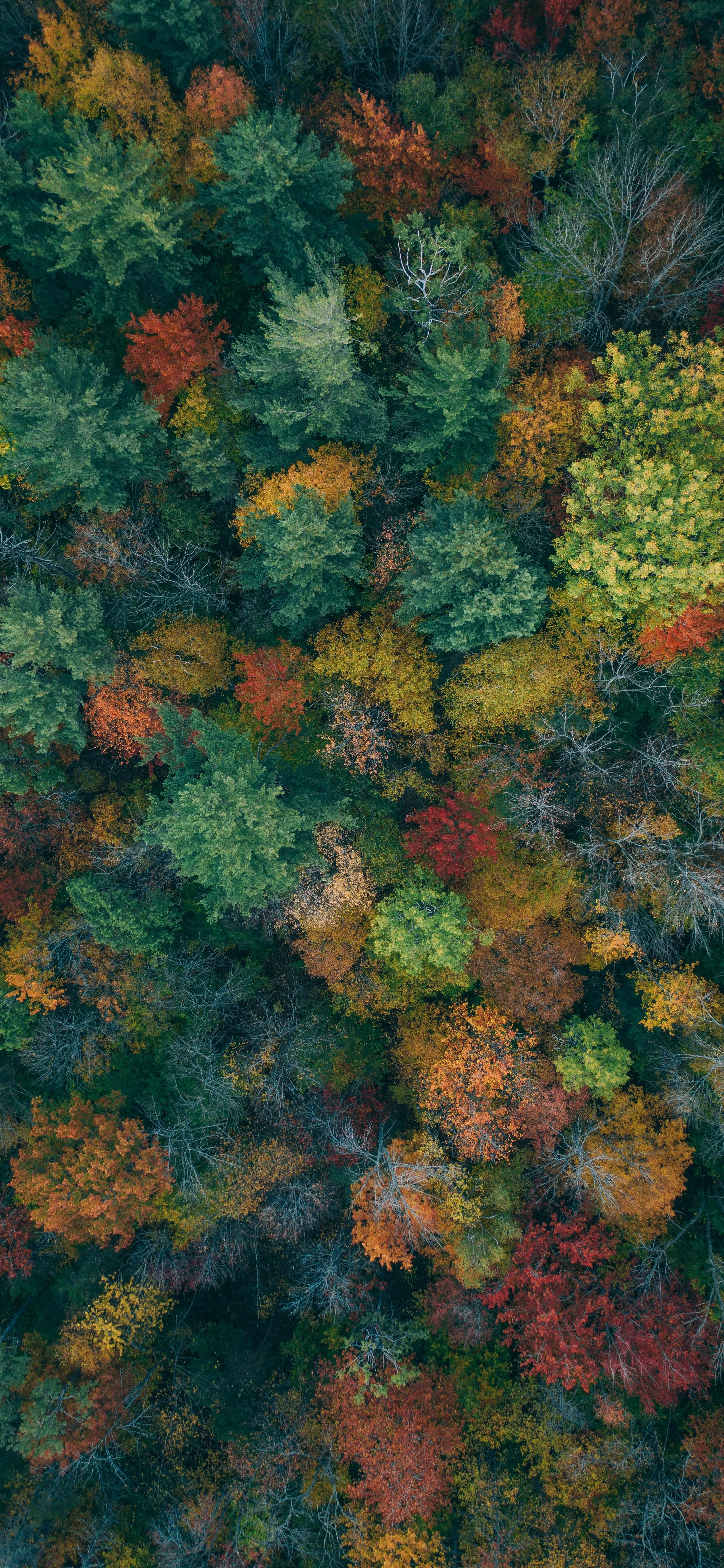 Aerial View of Forest with Vibrant Autumn Colors Wallpapeer
