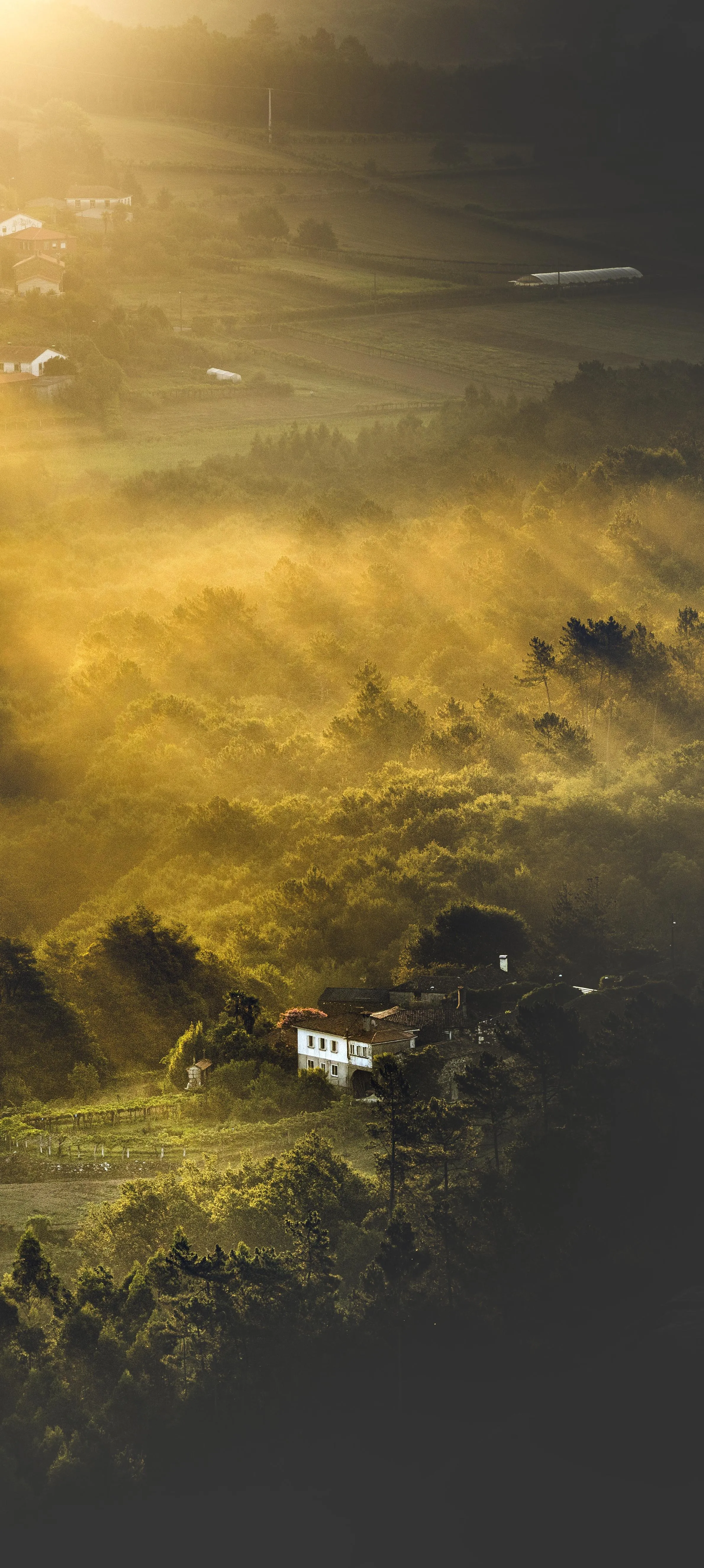 Aerial View of Misty Forest Landscape with House Image