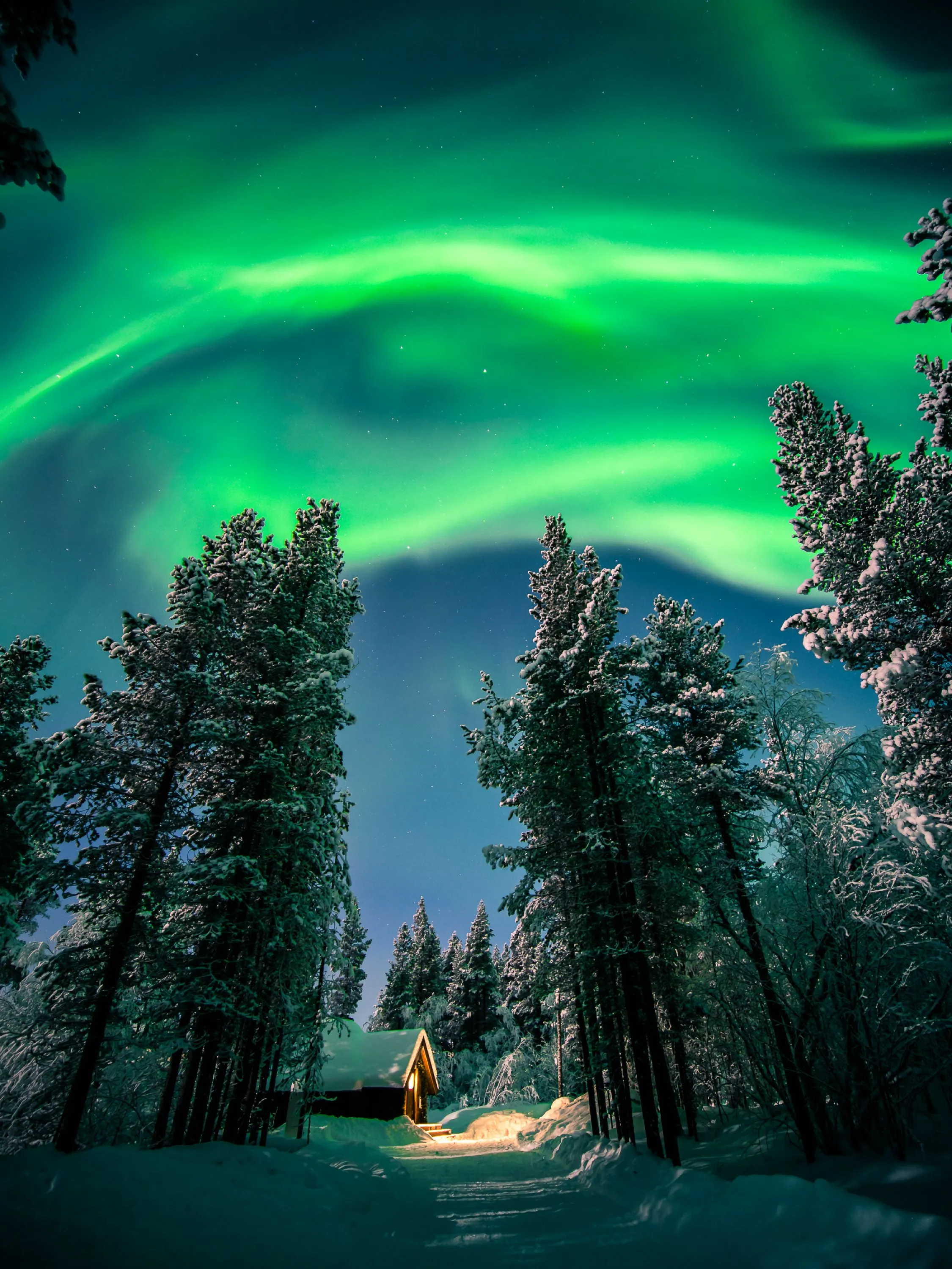 Amazing Northern Lights over Pine Forest Green Night Sky