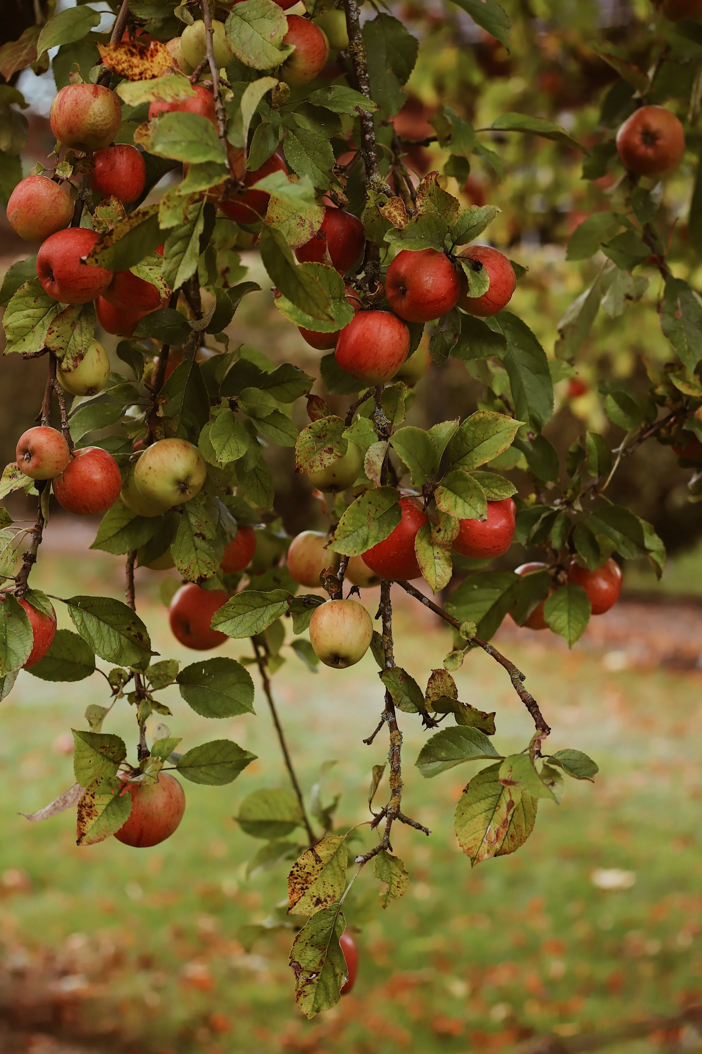Apple Tree Branches with Ripe Red Fruits in Sun Wallpaper