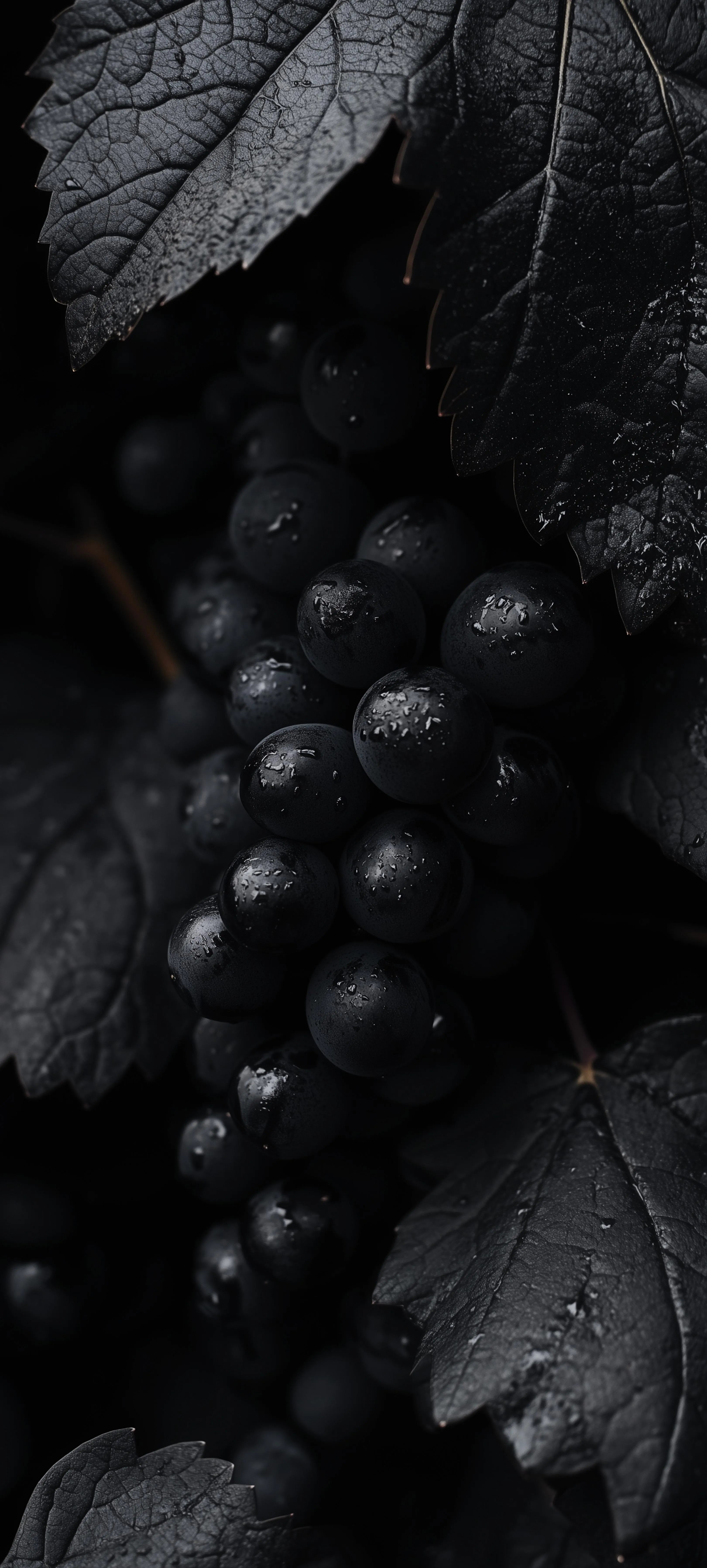 Artistic Black and White Grapes with Soft Lighting Wallpaper